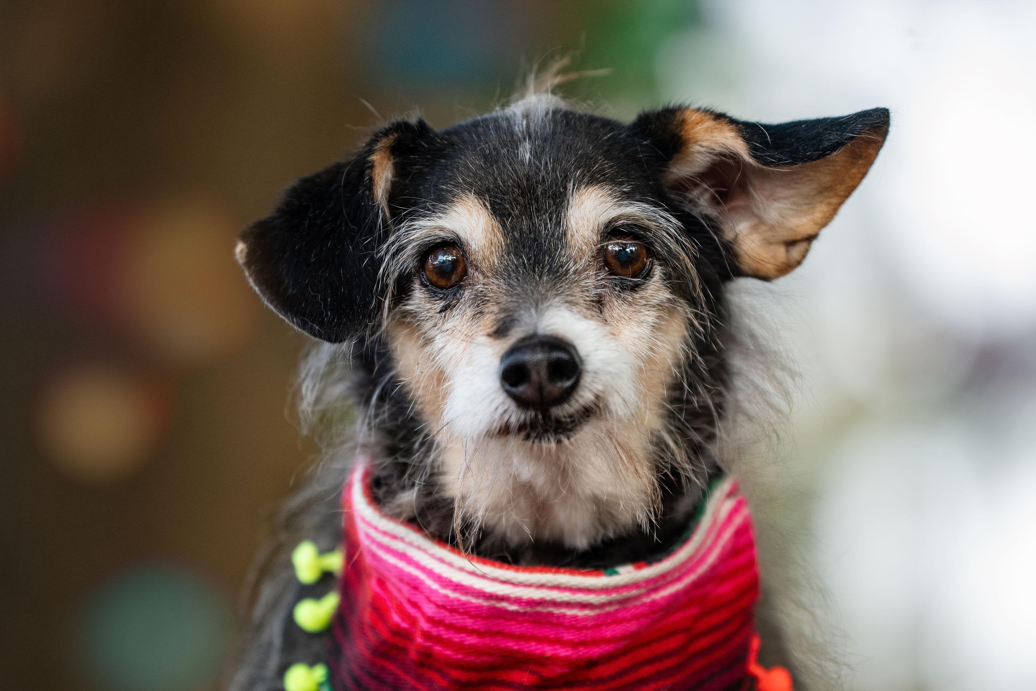 Shifu, adopted, Senior Male Terrier.