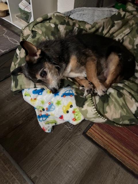 Enlarge Shifu, an adopted mixed breed in Santa Rosa, CA image 3/5