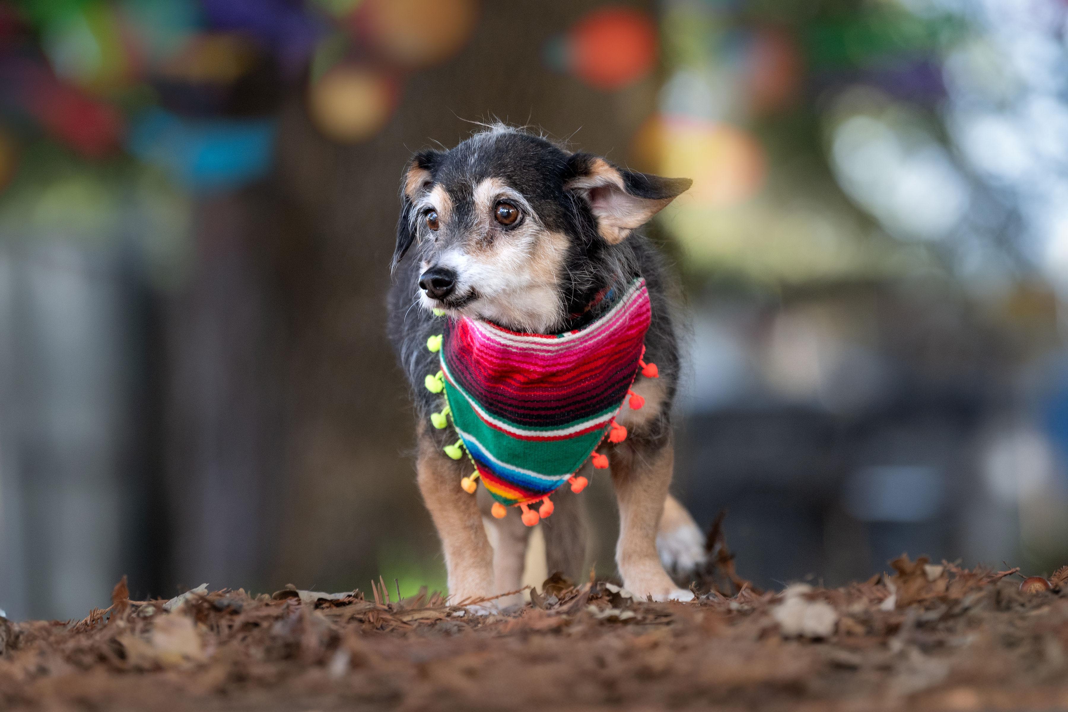 Enlarge Shifu, an adopted mixed breed in Santa Rosa, CA image 2/5