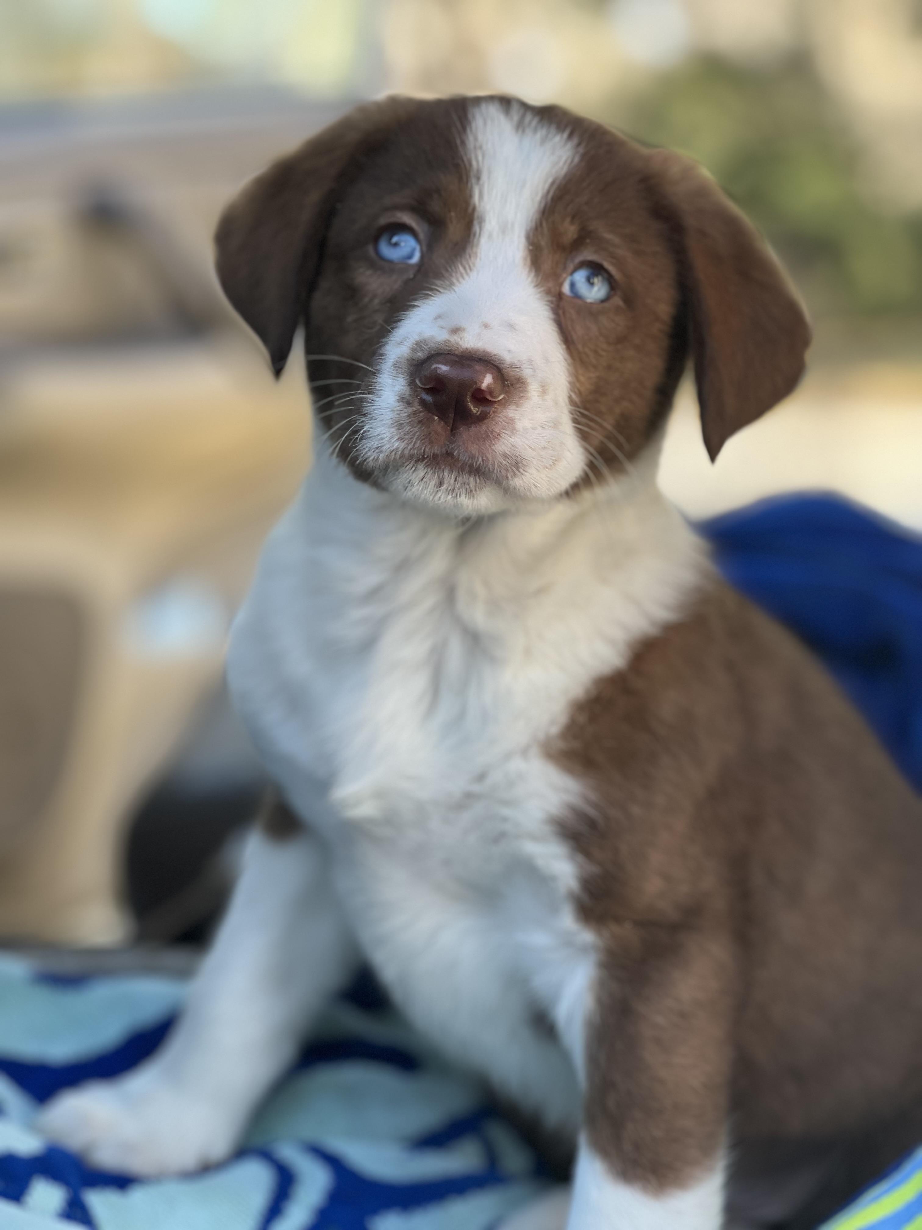 Enlarge Boots-ADOPTION PENDING!, a ADOPTABLE mixed breed in Mt Pleasant, SC image 3/6