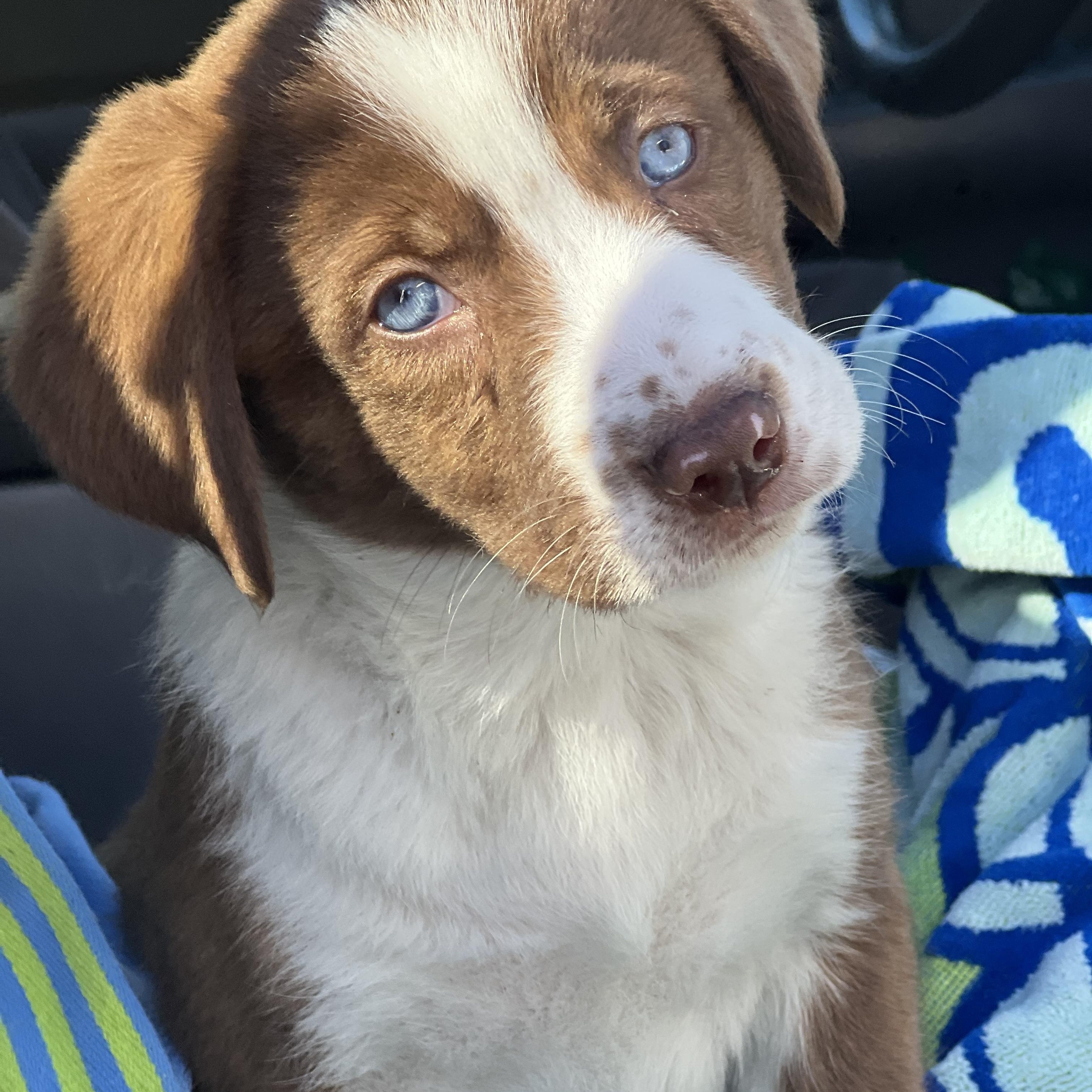 Enlarge Boots-ADOPTION PENDING!, a ADOPTABLE mixed breed in Mt Pleasant, SC image 1/6