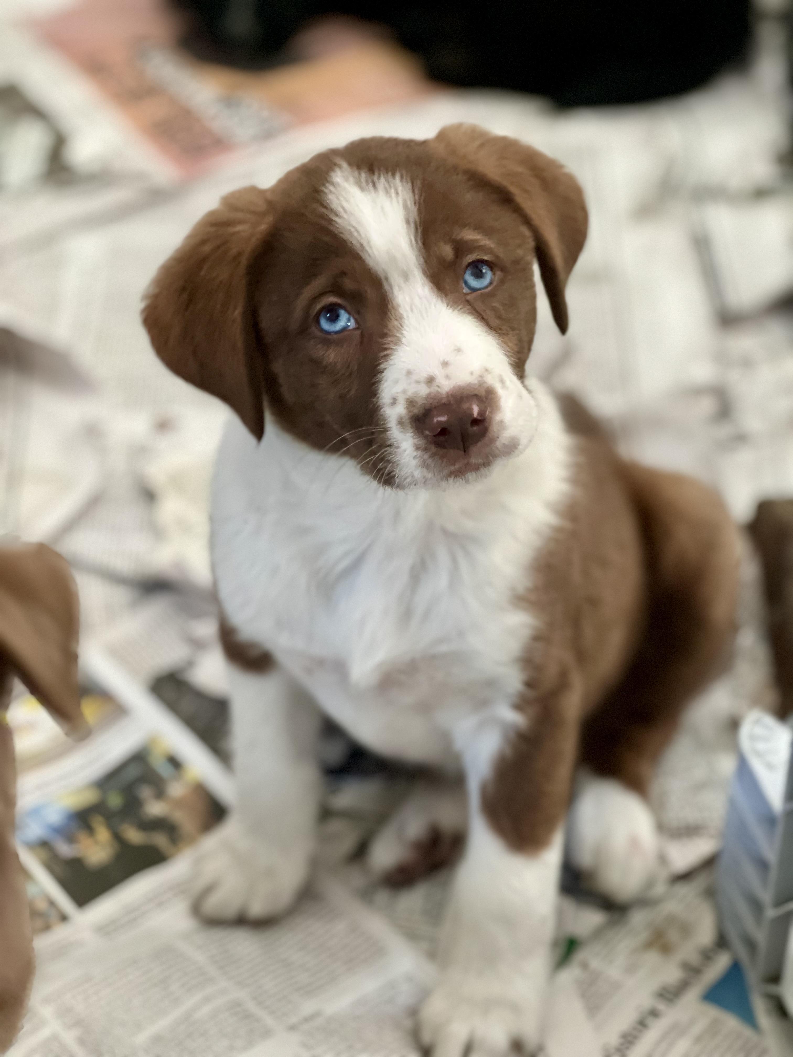 Enlarge Boots-ADOPTION PENDING!, a ADOPTABLE mixed breed in Mt Pleasant, SC image 4/6