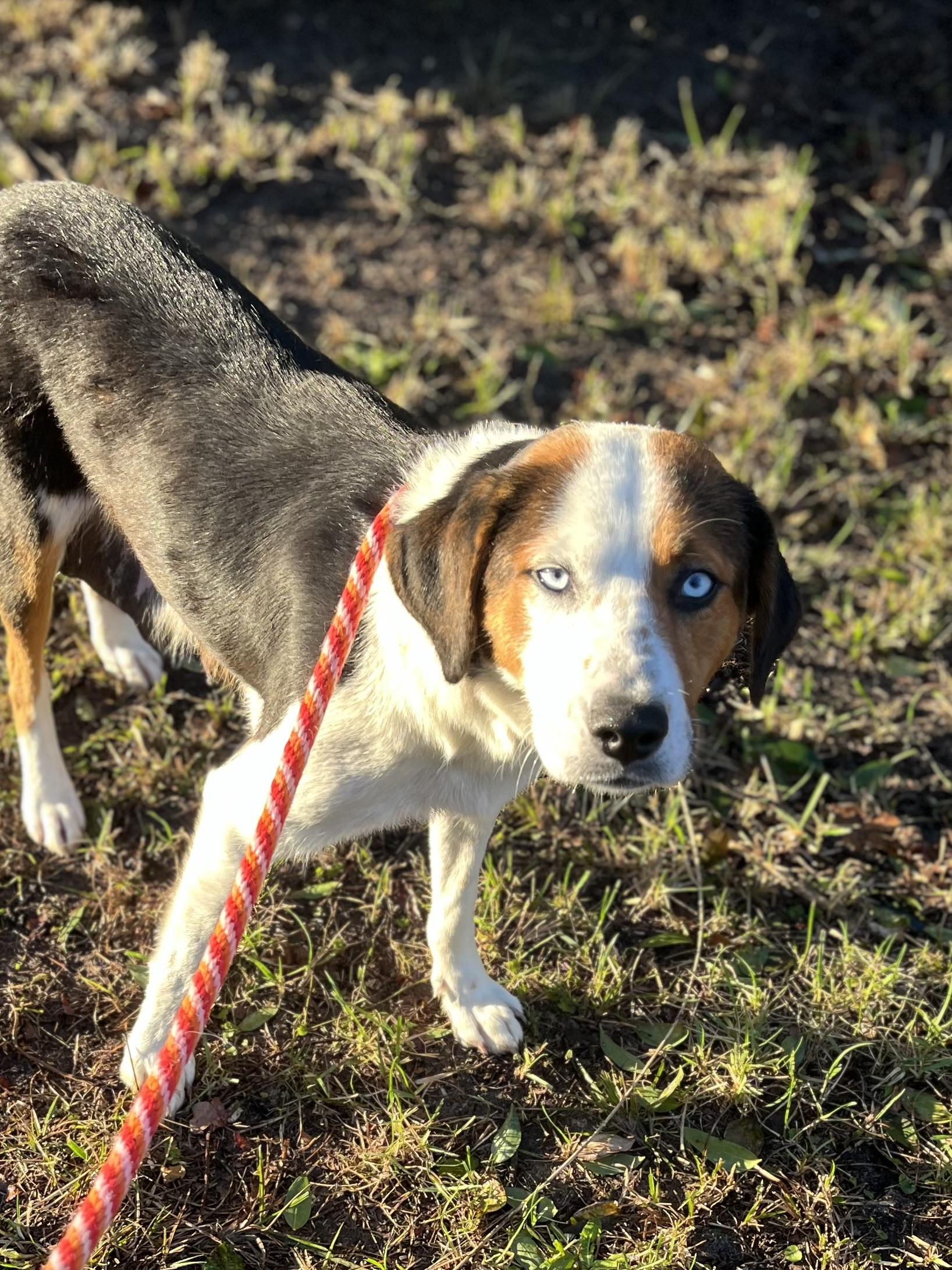 Enlarge Boots-ADOPTION PENDING!, a ADOPTABLE mixed breed in Mt Pleasant, SC image 6/6