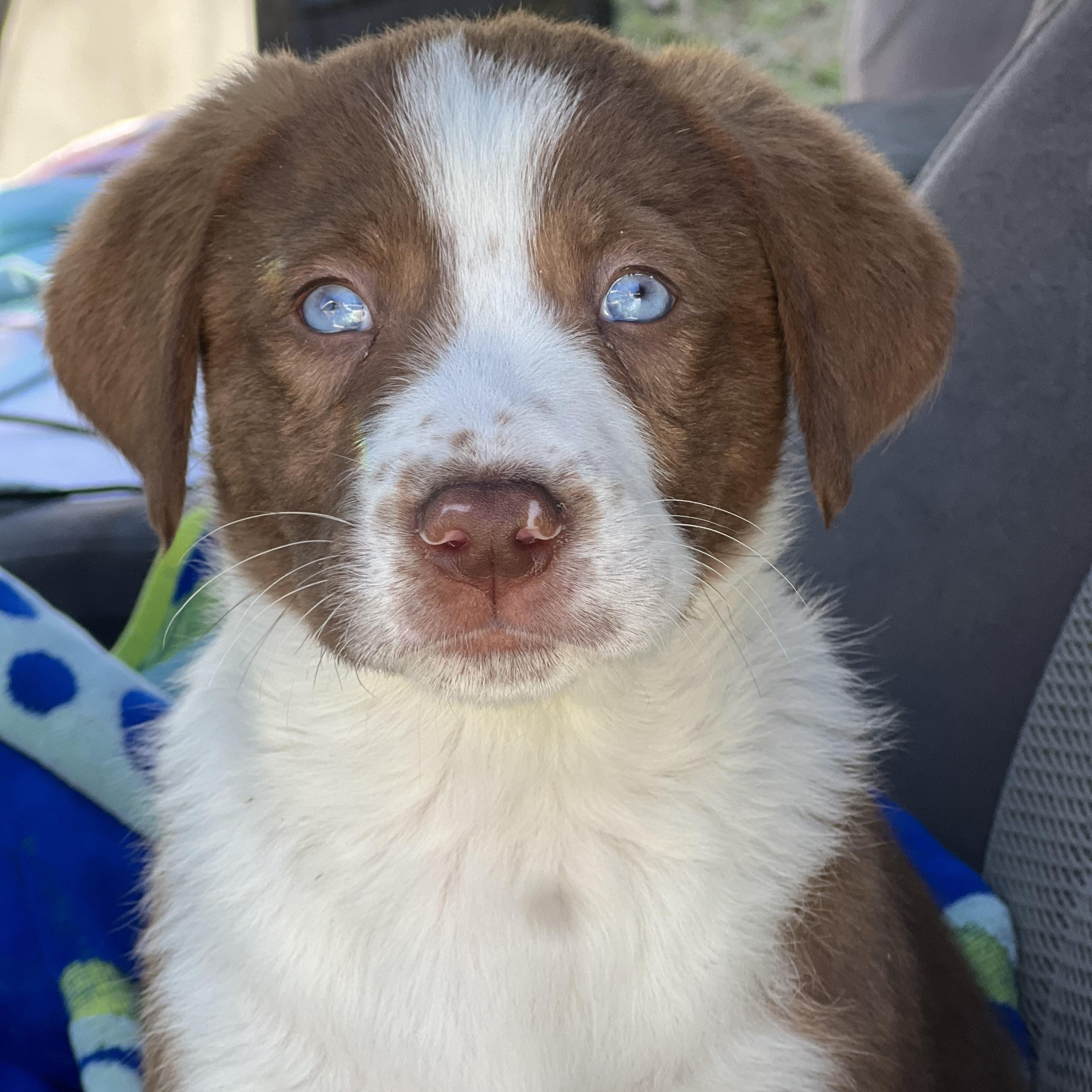 Enlarge Boots-ADOPTION PENDING!, a ADOPTABLE mixed breed in Mt Pleasant, SC image 2/6