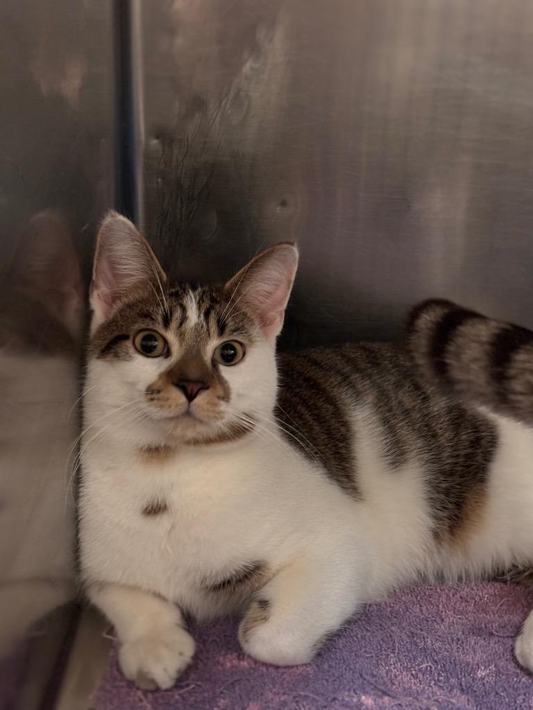 Clancy, Adoptable, Young Male Domestic Short Hair.