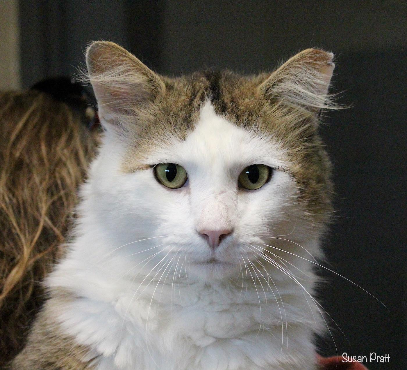 Enlarge Guppy, an adopted mixed breed in Bedford, VA image 1/1
