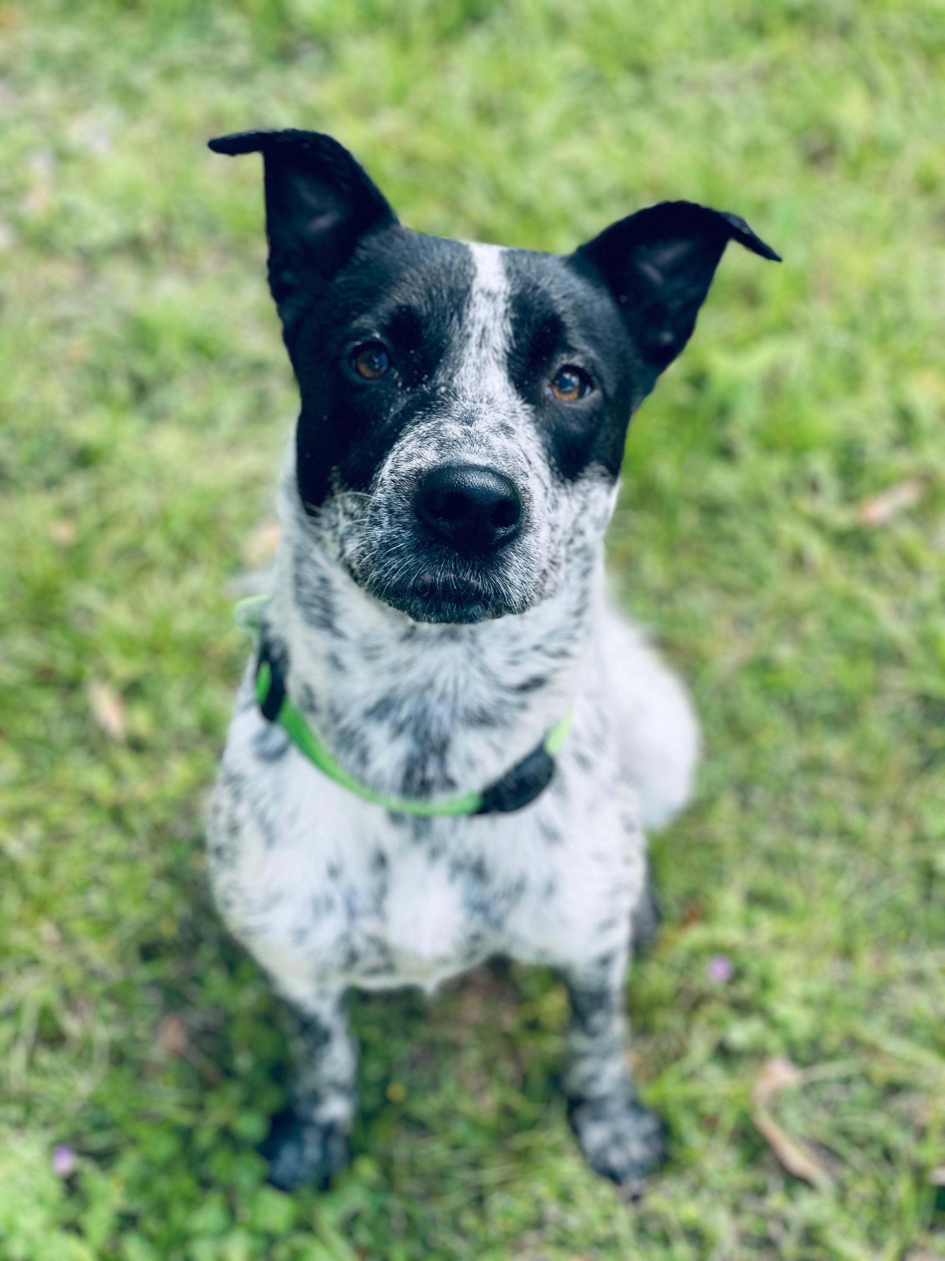 Sabrina (TN), Adoptable, Puppy Female Cattle Dog.