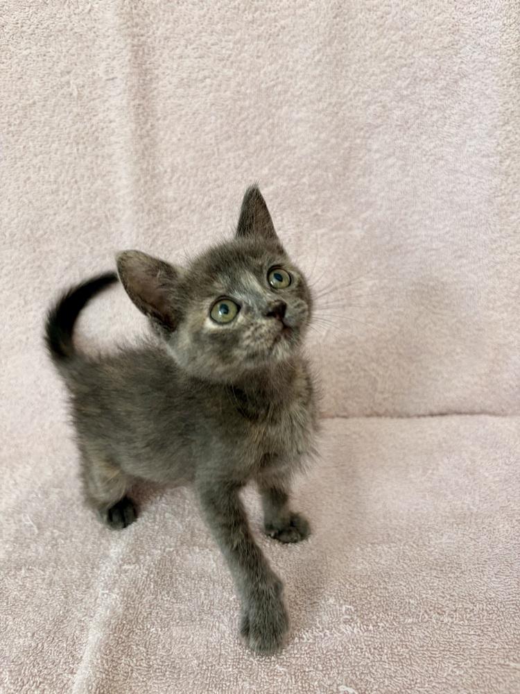 Enlarge Ume., a Adoptable Domestic Short Hair in Pacifica, CA image 1/6