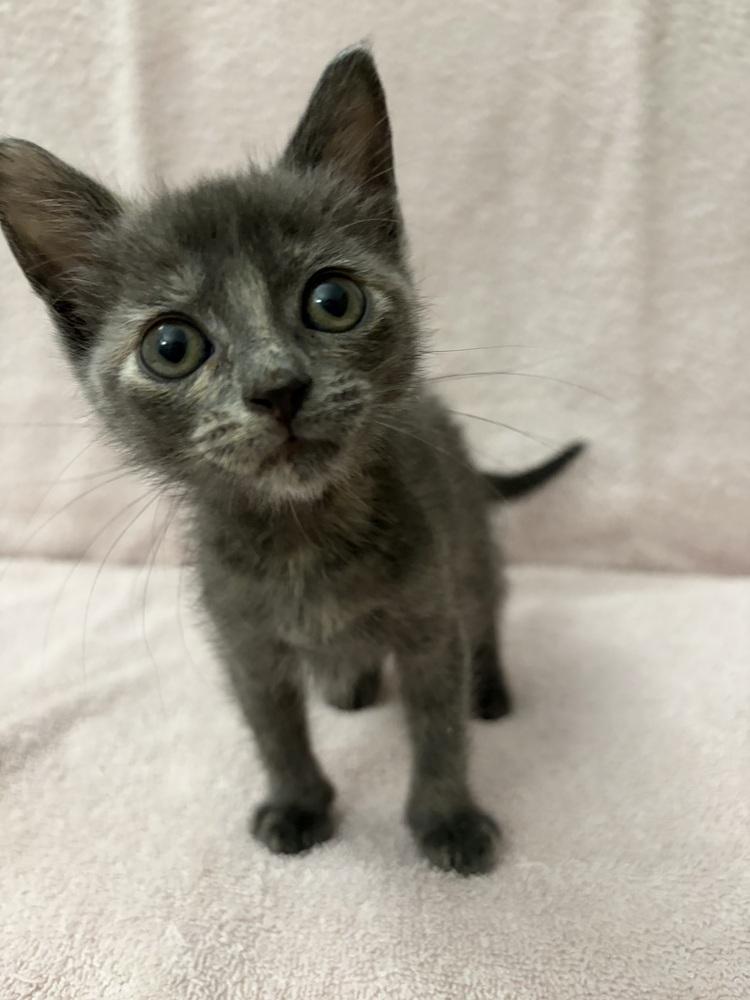 Enlarge Ume., a Adoptable Domestic Short Hair in Pacifica, CA image 3/6
