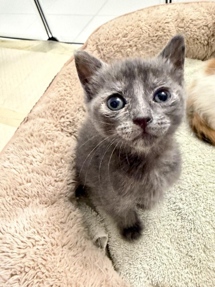 Enlarge Ume., a Adoptable Domestic Short Hair in Pacifica, CA image 4/6