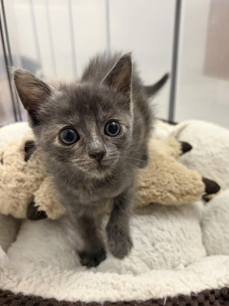 Enlarge Ume., a Adoptable Domestic Short Hair in Pacifica, CA image 5/6