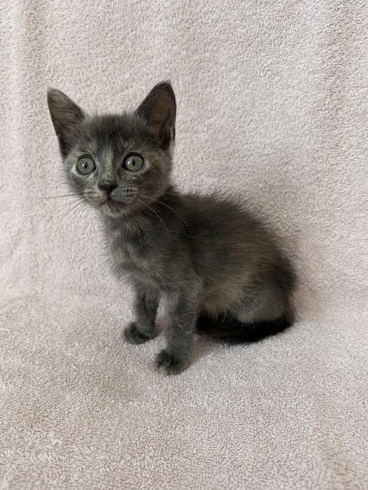 Enlarge Ume., a Adoptable Domestic Short Hair in Pacifica, CA image 6/6