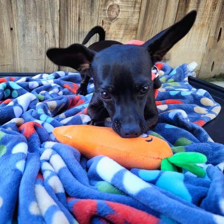 Dahlia, a Adopted mixed breed in Bakersfield, CA image 1/4