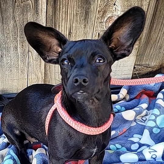 Dahlia, a Adopted mixed breed in Bakersfield, CA image 2/4