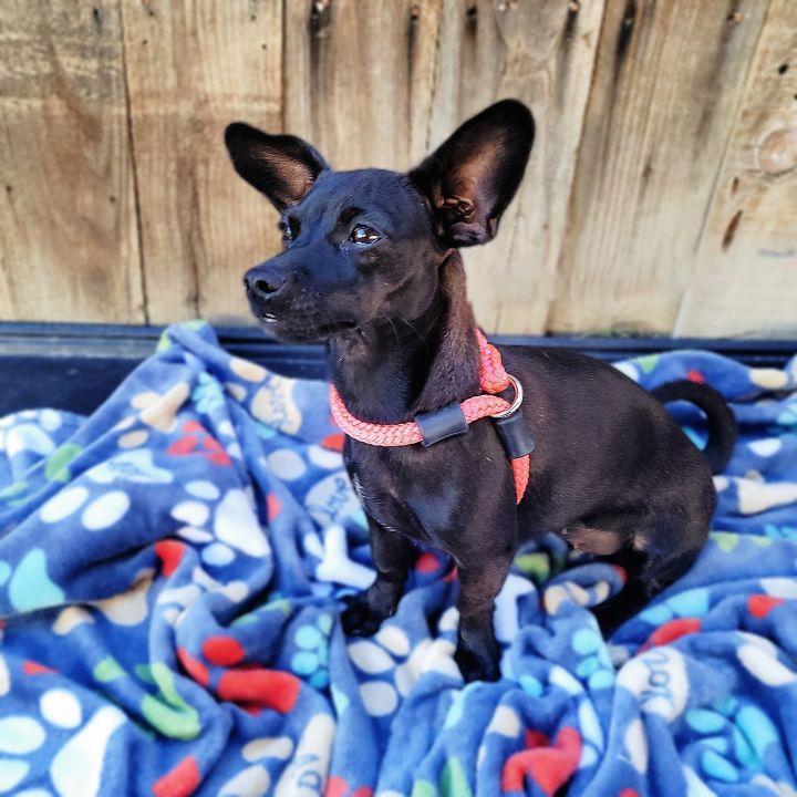Dahlia, a Adopted mixed breed in Bakersfield, CA image 3/4
