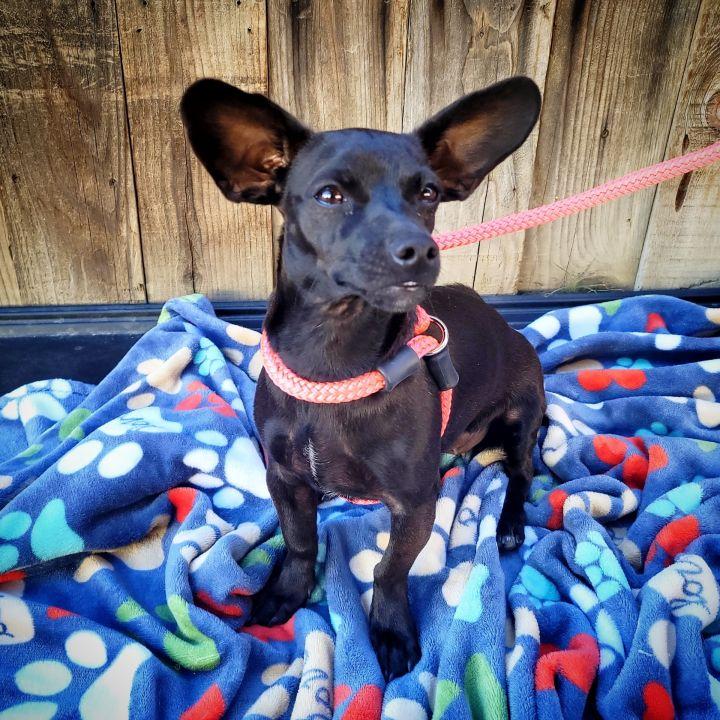 Dahlia, a Adopted mixed breed in Bakersfield, CA image 4/4