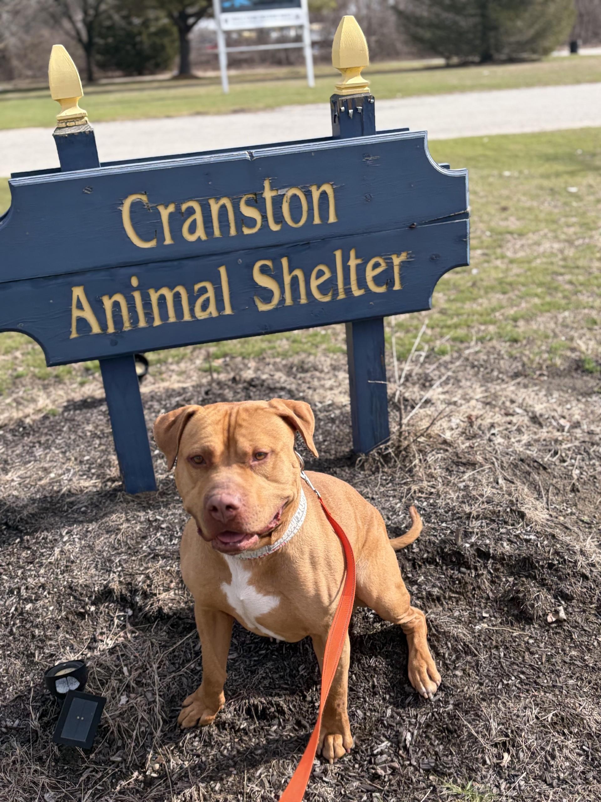 Enlarge Zuko, a ADOPTABLE mixed breed in Cranston, RI image 2/2