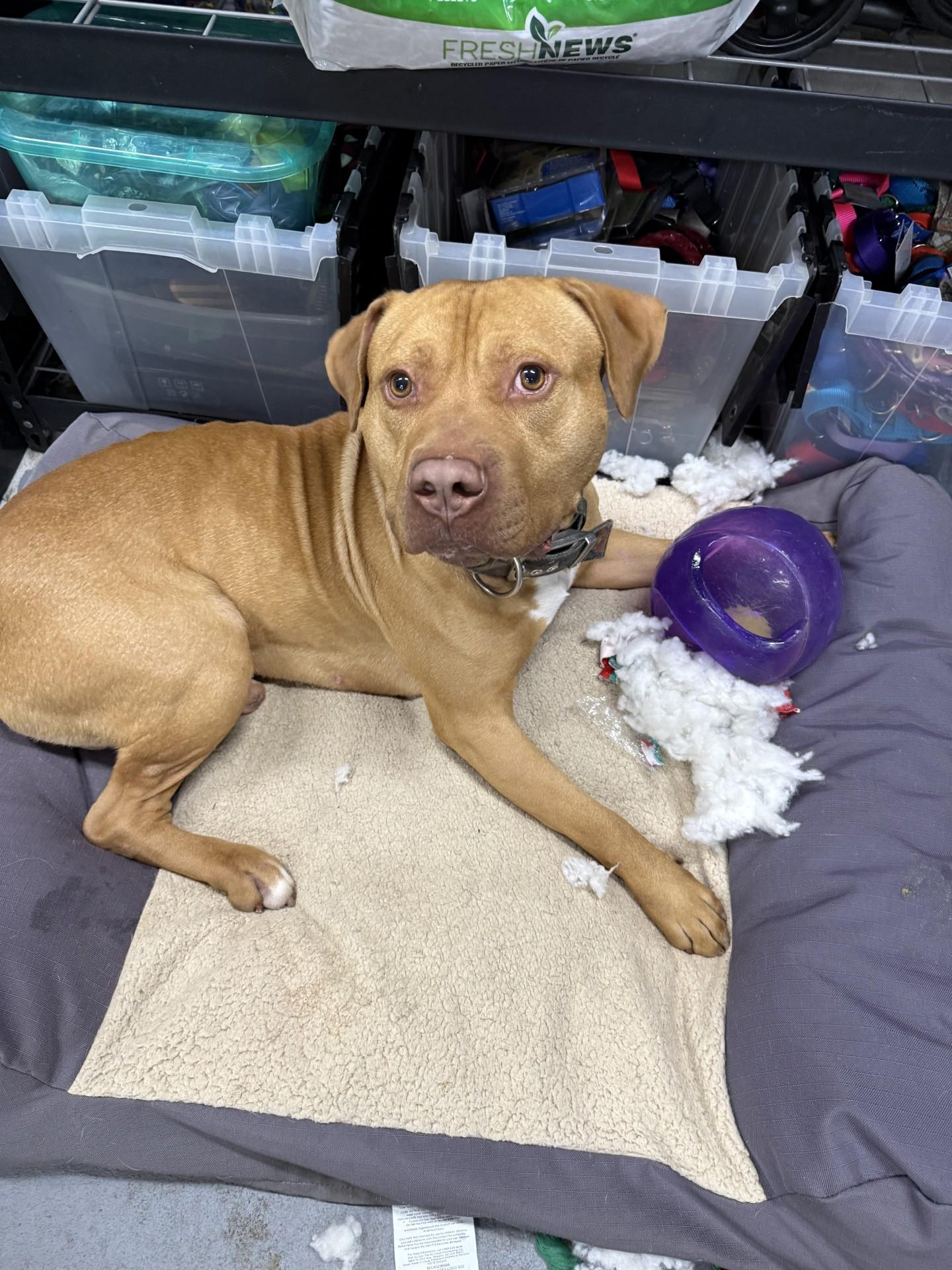 Enlarge Zuko, a ADOPTABLE mixed breed in Cranston, RI image 1/2