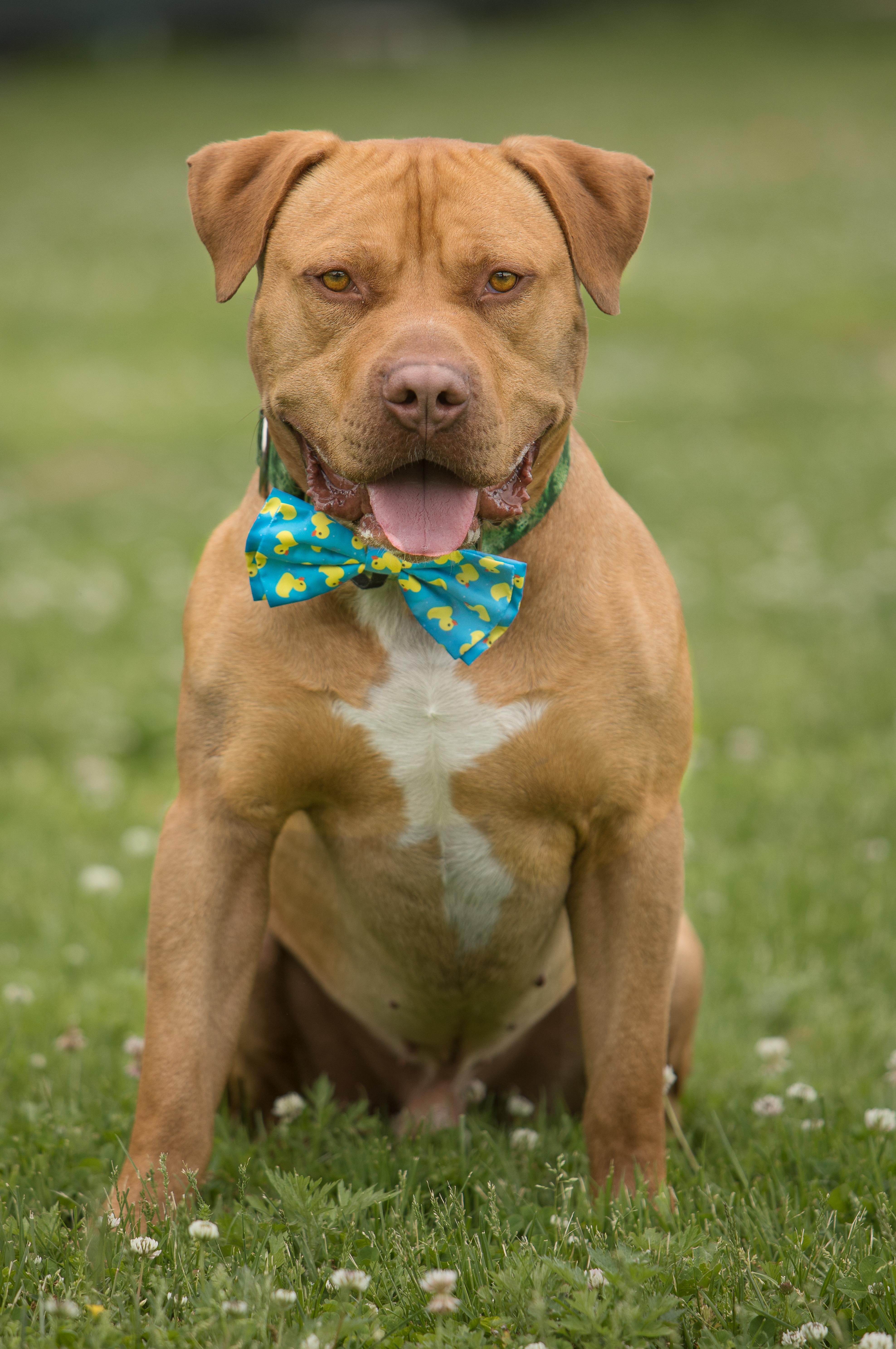 Zuko, ADOPTABLE, Adult Female American Bulldog.