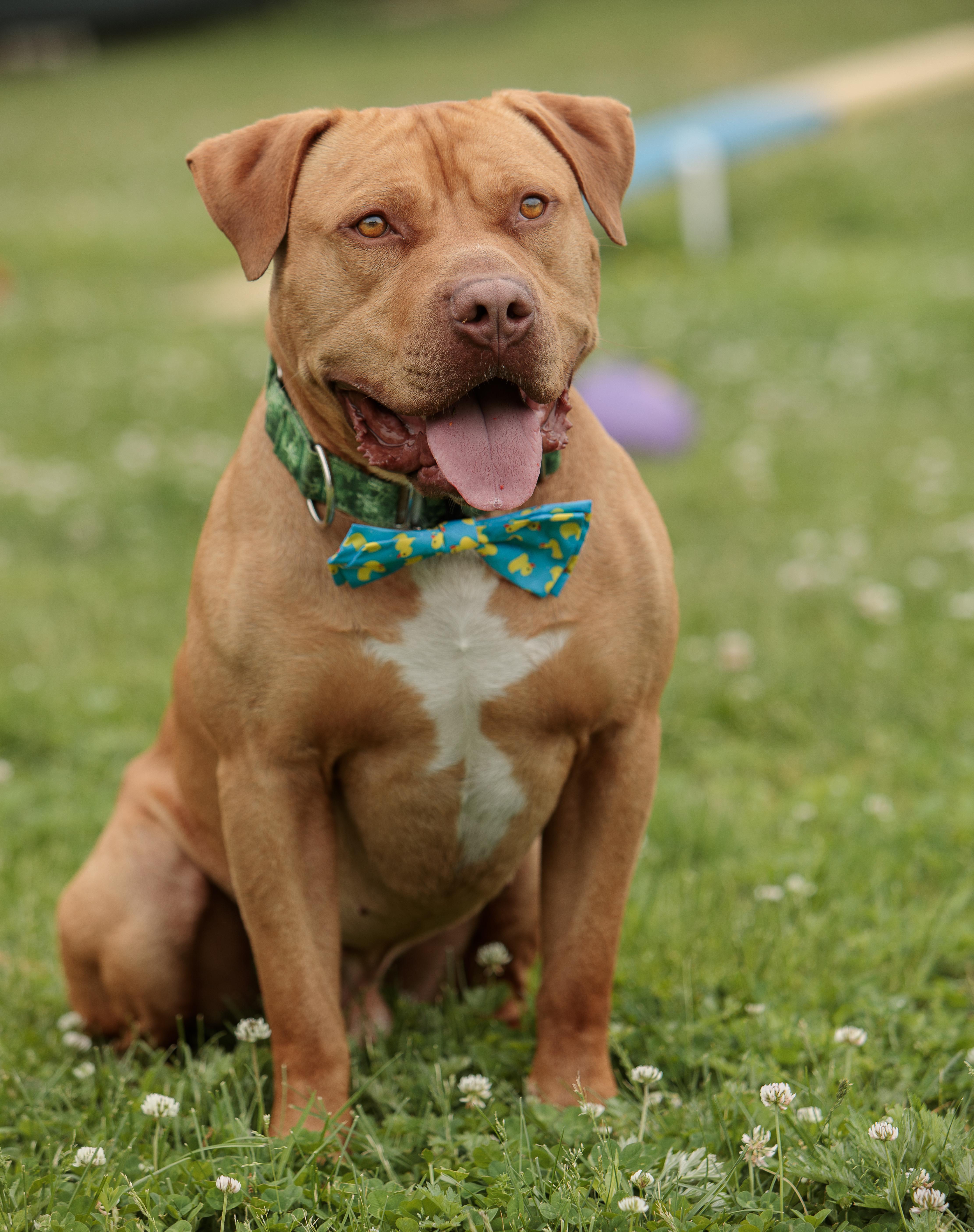 Zuko, a ADOPTABLE mixed breed in Cranston, RI image 2/2
