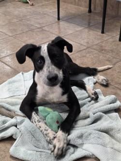 Enlarge Stewie, a Adoptable mixed breed in Gainesville, FL image 2/3
