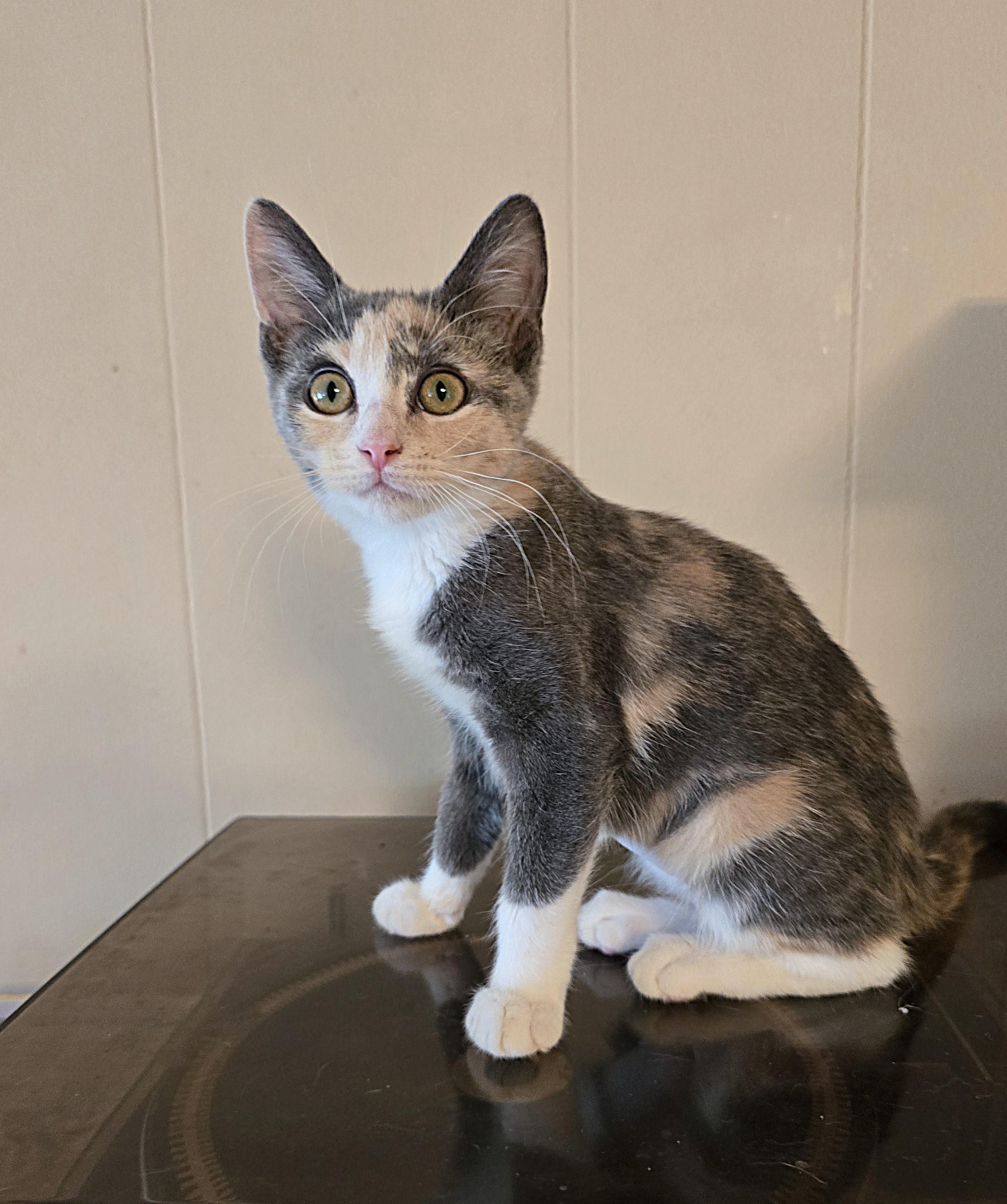 Nikki, Adoptable, Kitten Female Domestic Short Hair.