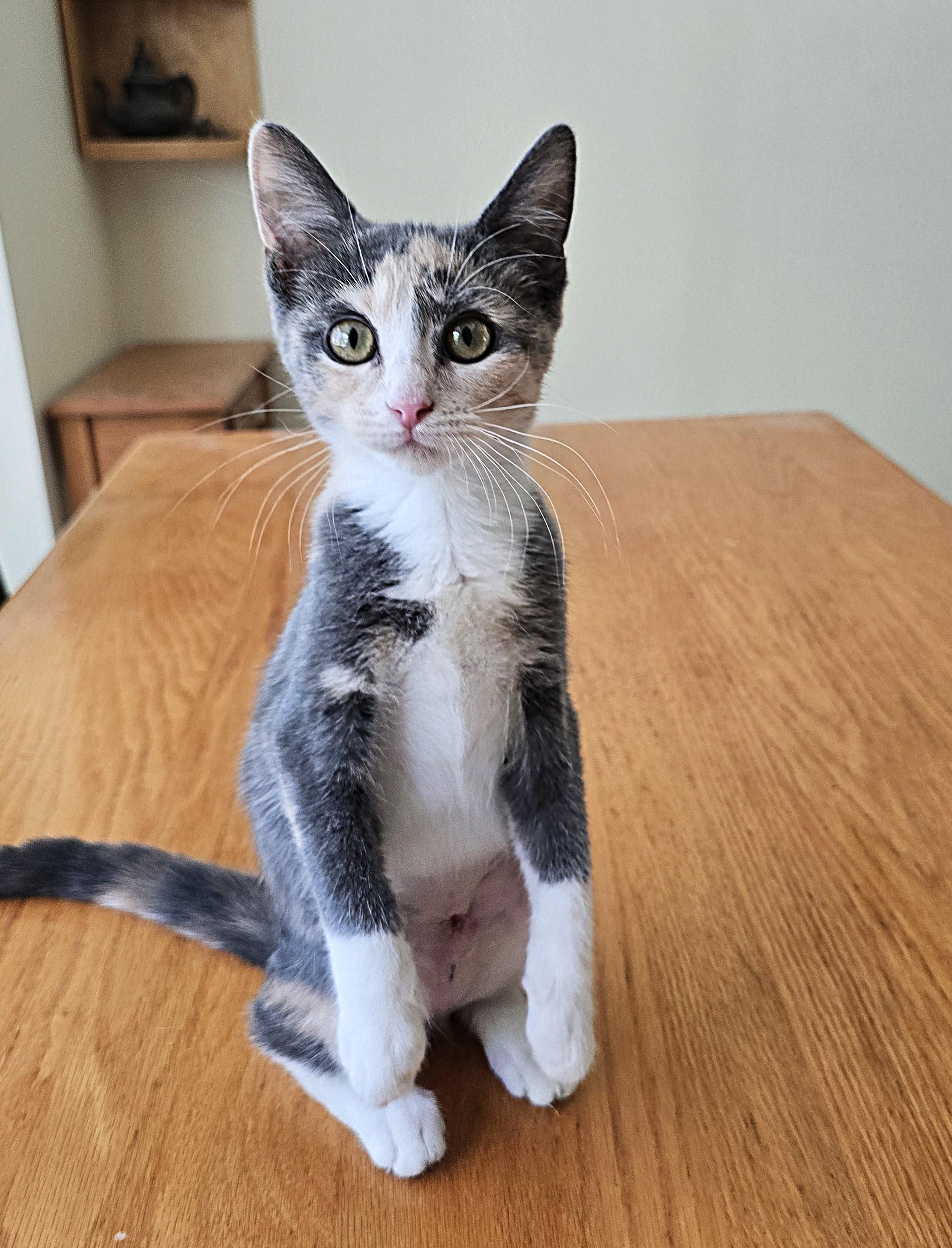 Nikki, a Adoptable Domestic Short Hair in Wilmington, NC image 3/4