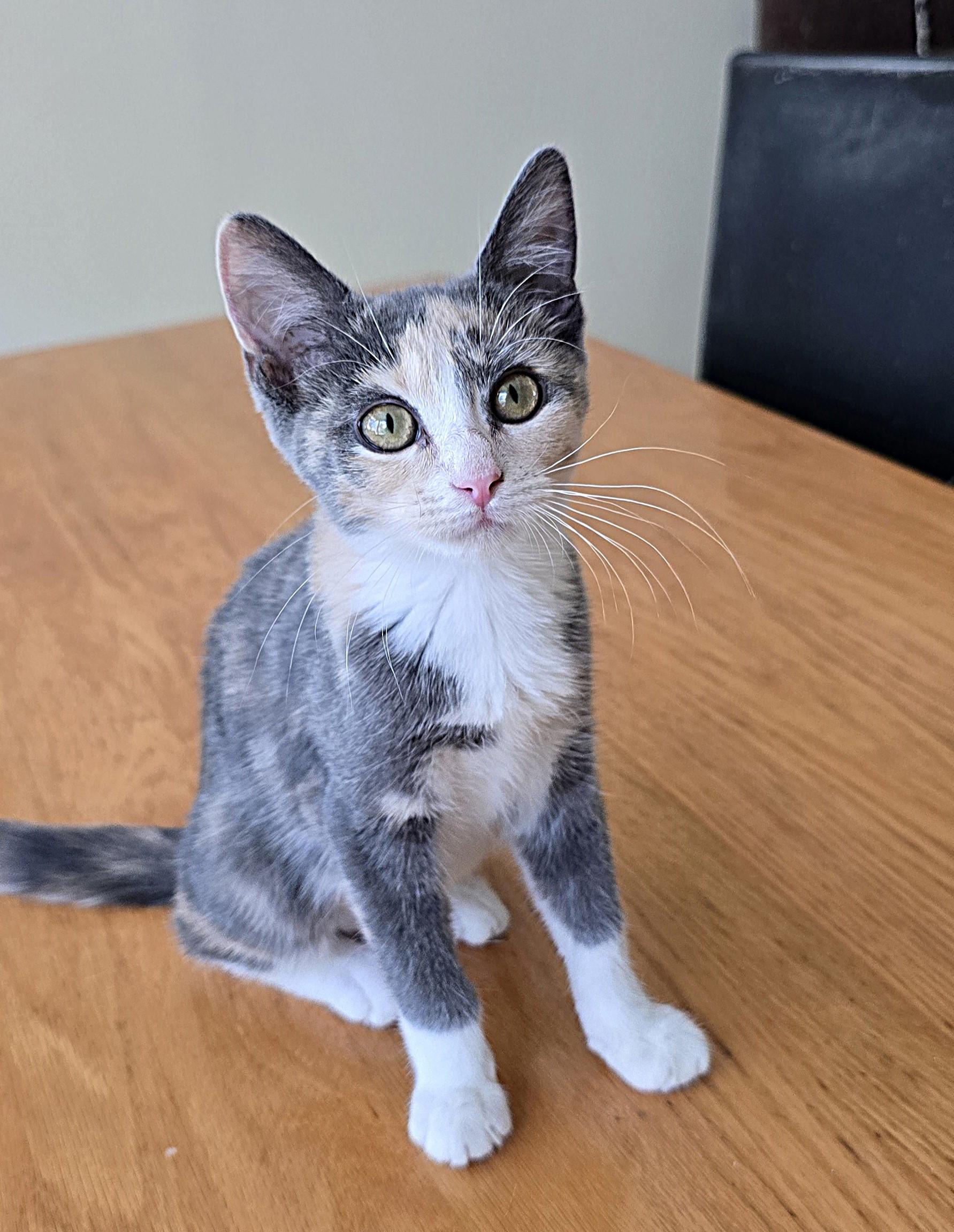 Nikki, a Adoptable Domestic Short Hair in Wilmington, NC image 4/4