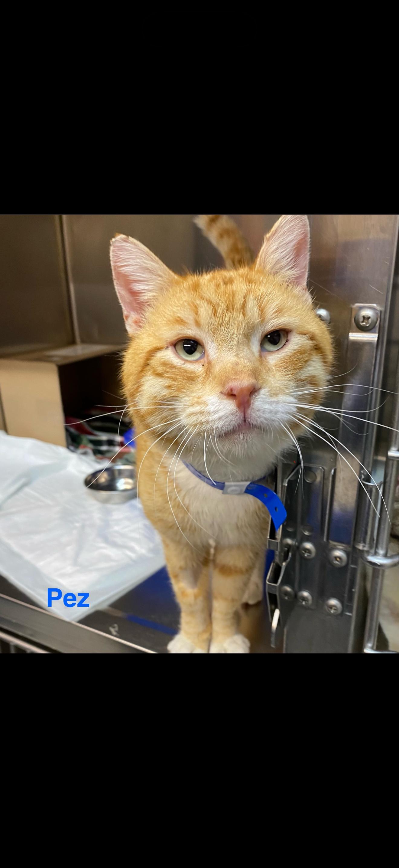 Pez, adopted, Adult Male Tabby.