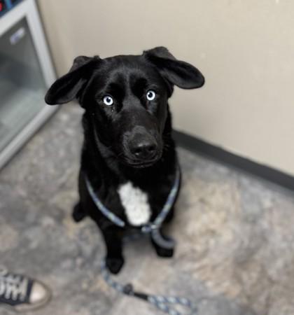 Enlarge Blue Eyes, a ADOPTABLE Mixed Breed in Missoula, MT image 2/2