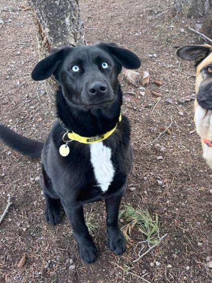 Enlarge Blue Eyes, a ADOPTABLE Mixed Breed in Missoula, MT image 1/2