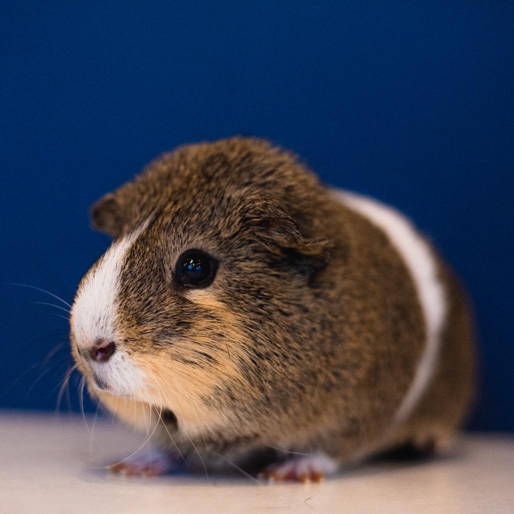 Cannoli, Adoptable, Adult Male Guinea Pig.