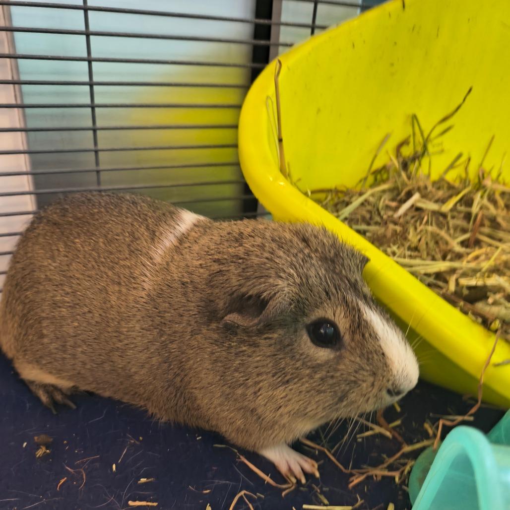 Enlarge Cannoli, a Adoptable Guinea Pig in Warwick, RI image 2/3