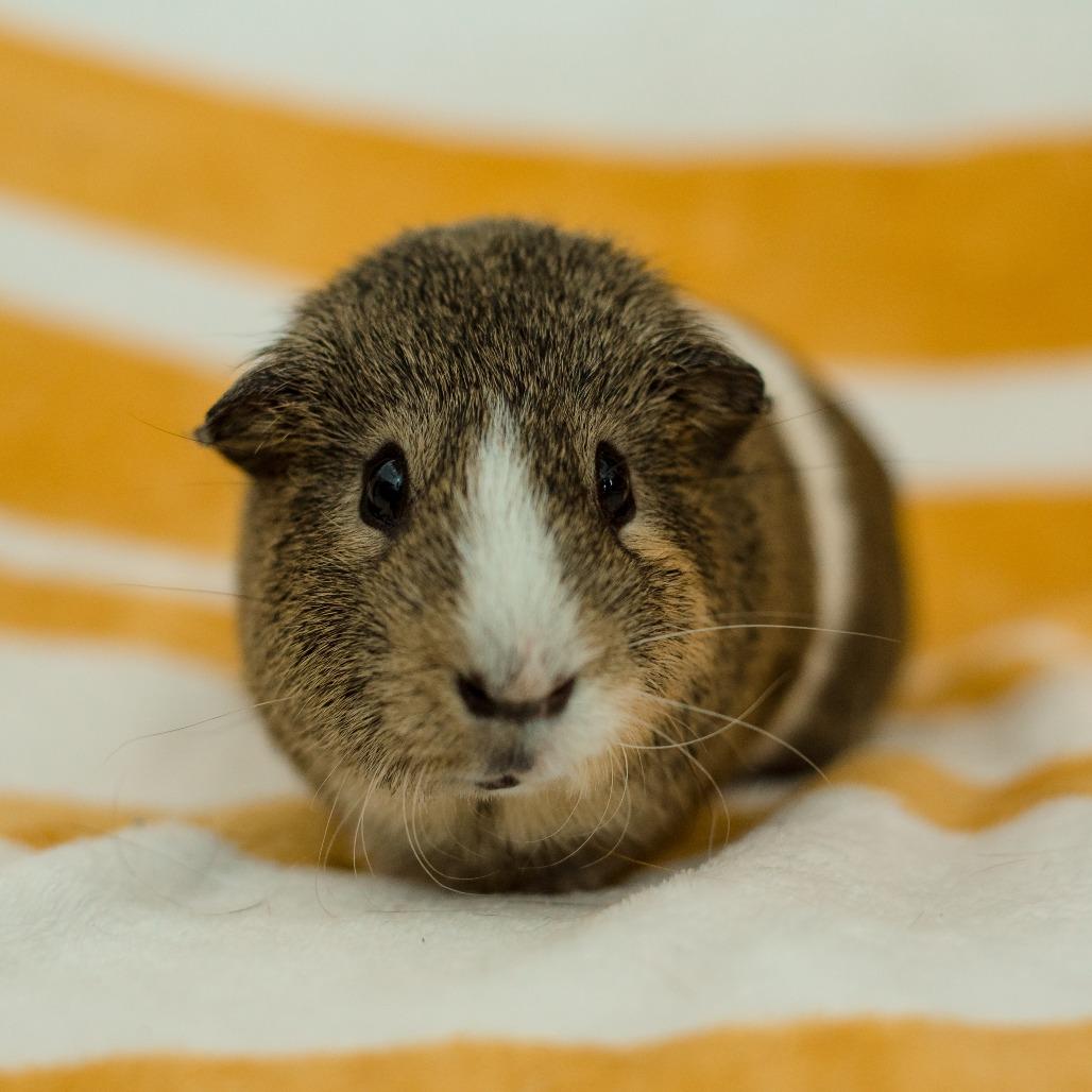 Enlarge Cannoli, a Adoptable Guinea Pig in Warwick, RI image 3/3