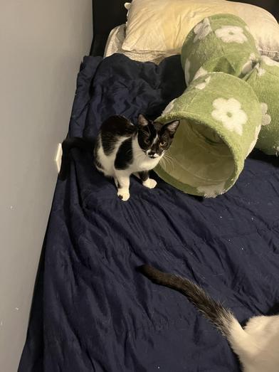 Batman — thumbnail 6