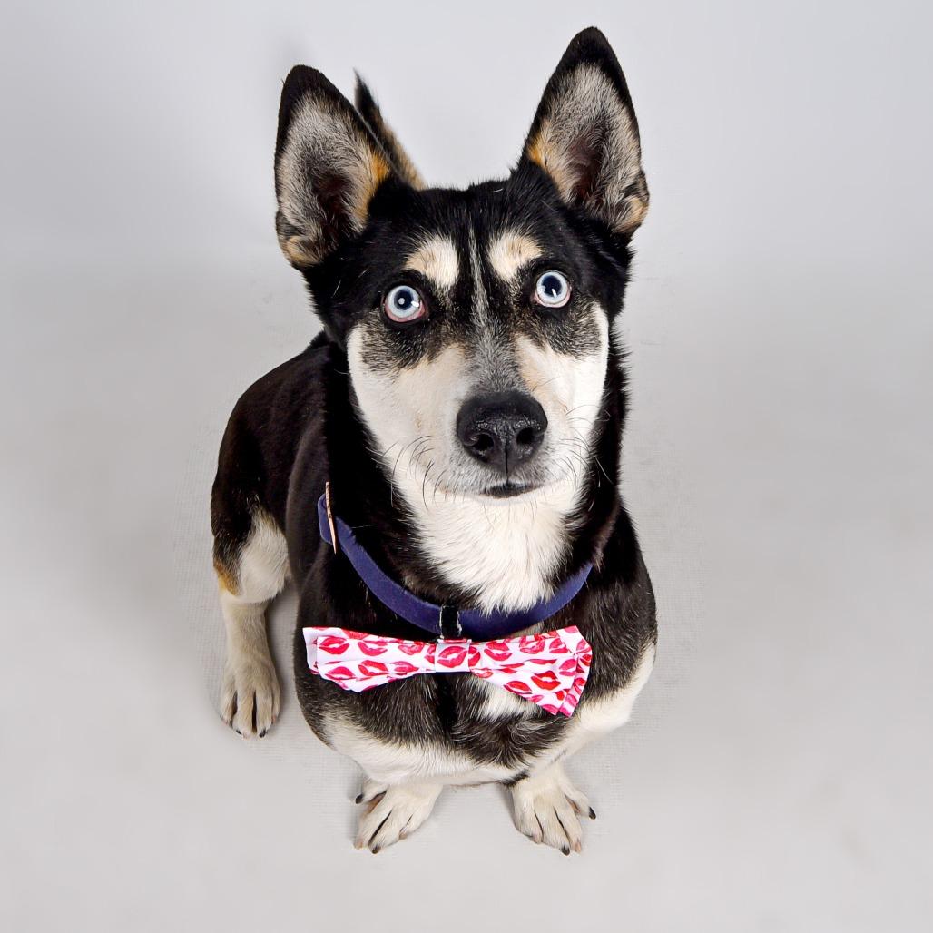 Junior, Adoptable, Adult Male Mixed Breed.