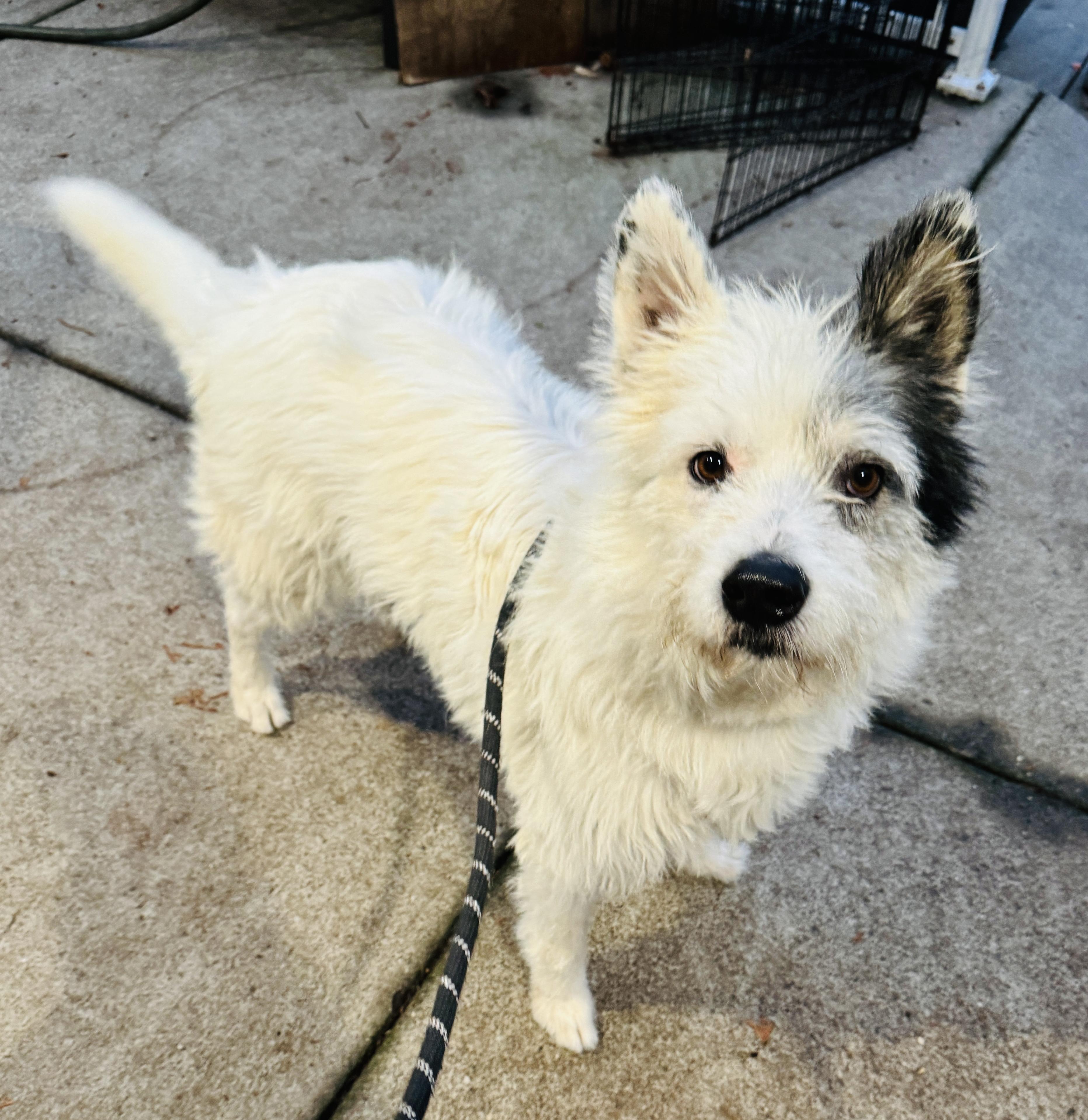 Atticus, Adoptable, Adult Male Picardy Sheepdog & Briard.