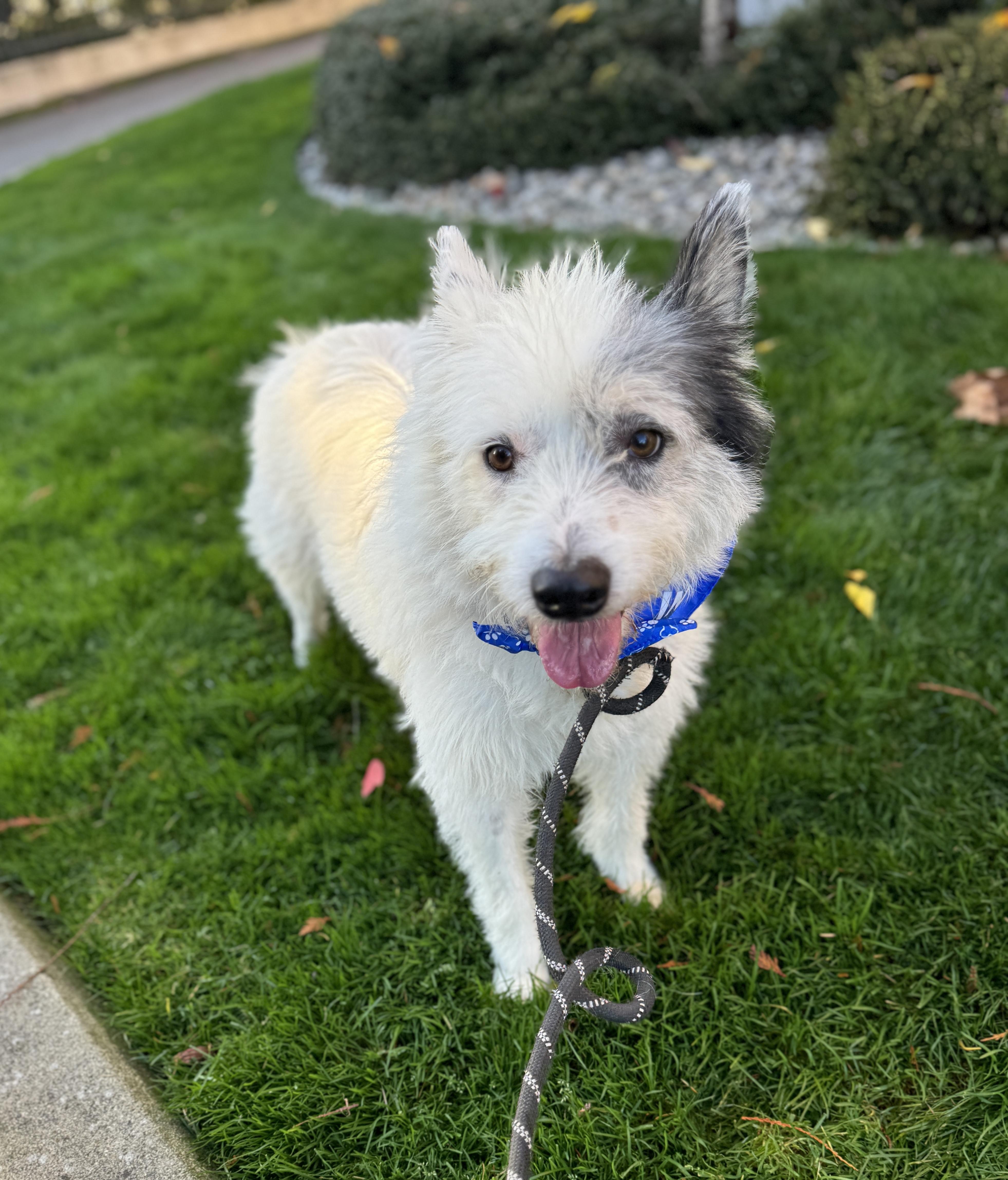 Atticus, a Adoptable mixed breed in lynnwood , WA image 5/6