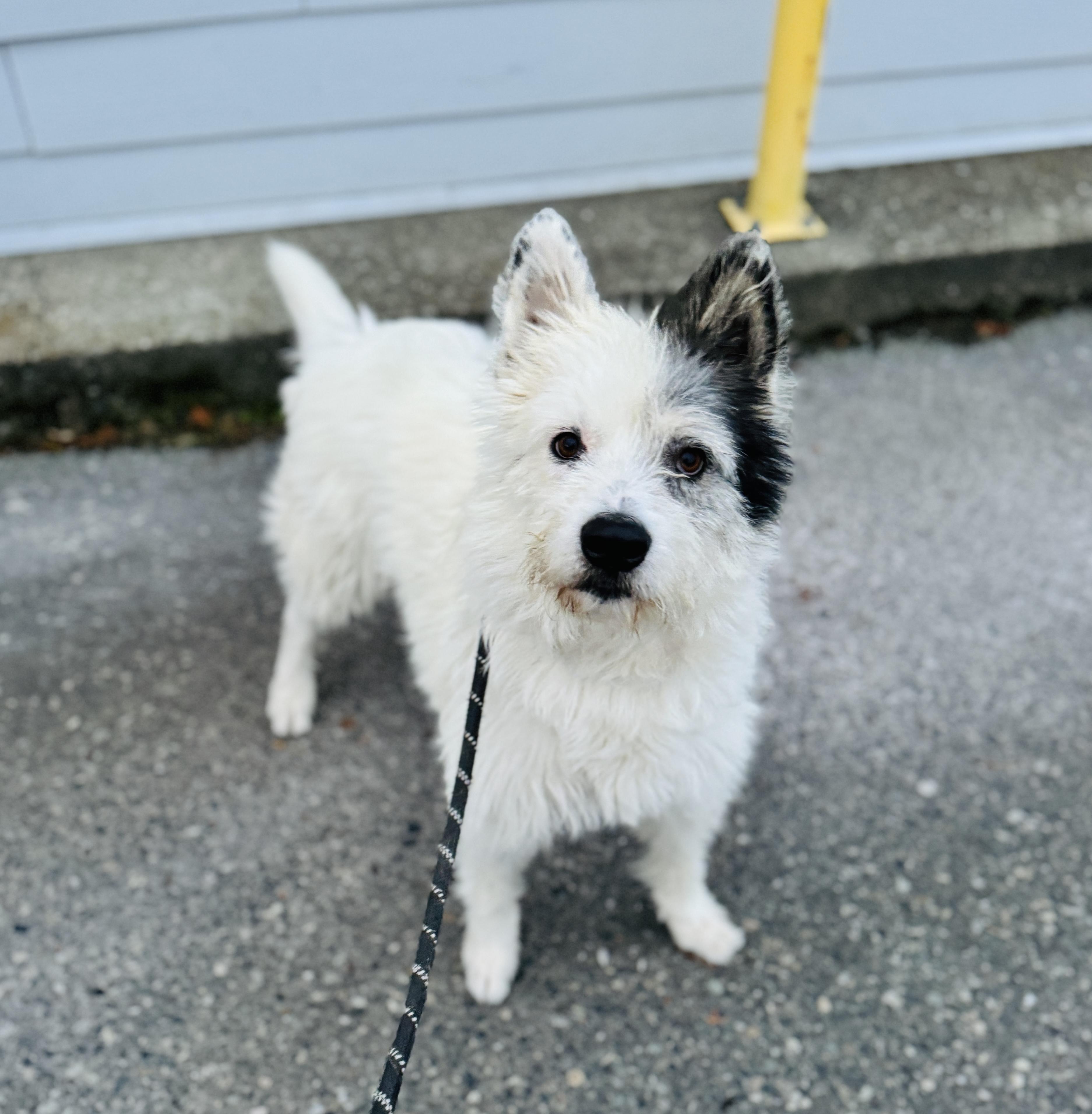 Atticus, a Adoptable mixed breed in lynnwood , WA image 6/6