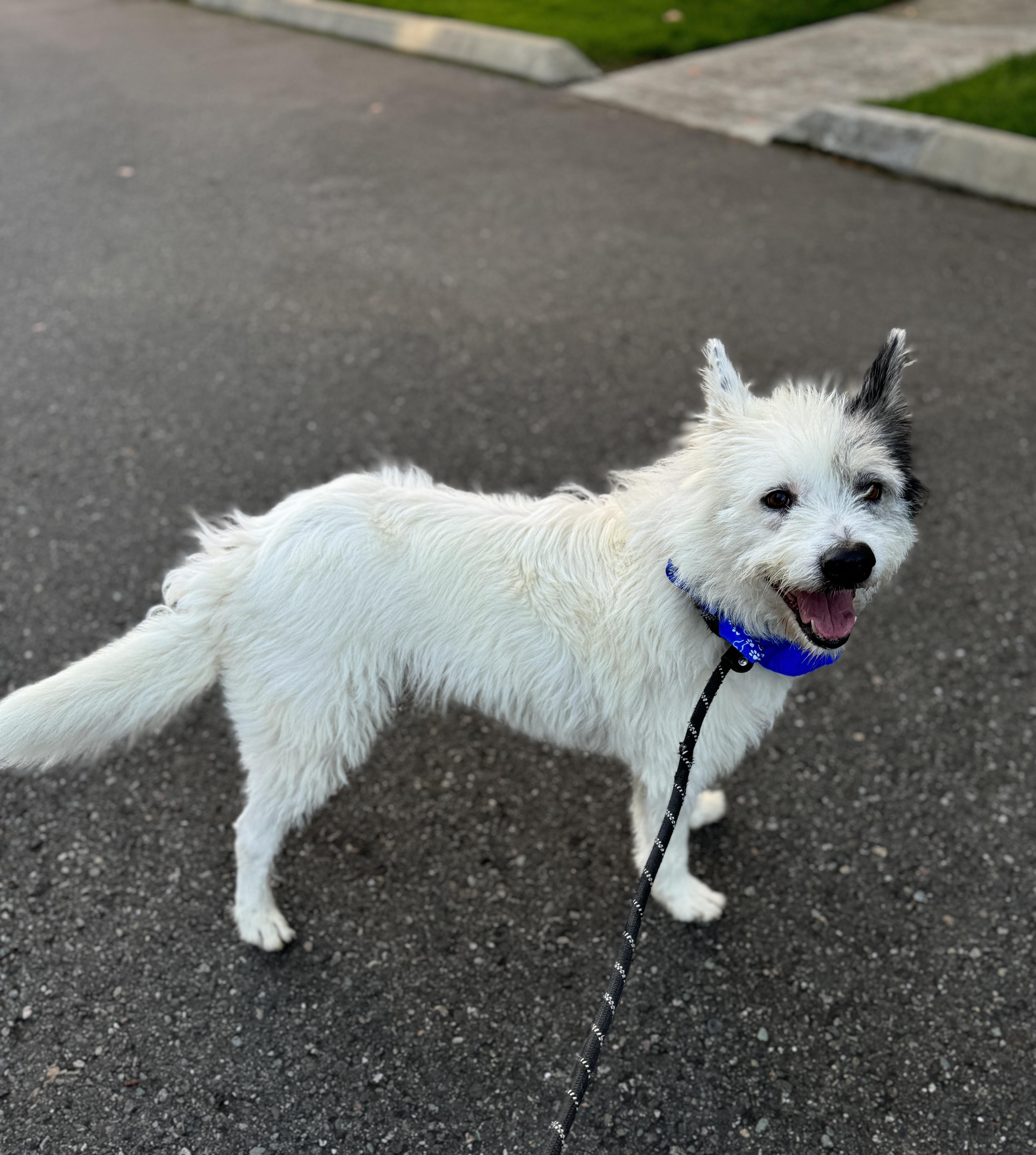 Atticus, a Adoptable mixed breed in lynnwood , WA image 2/6