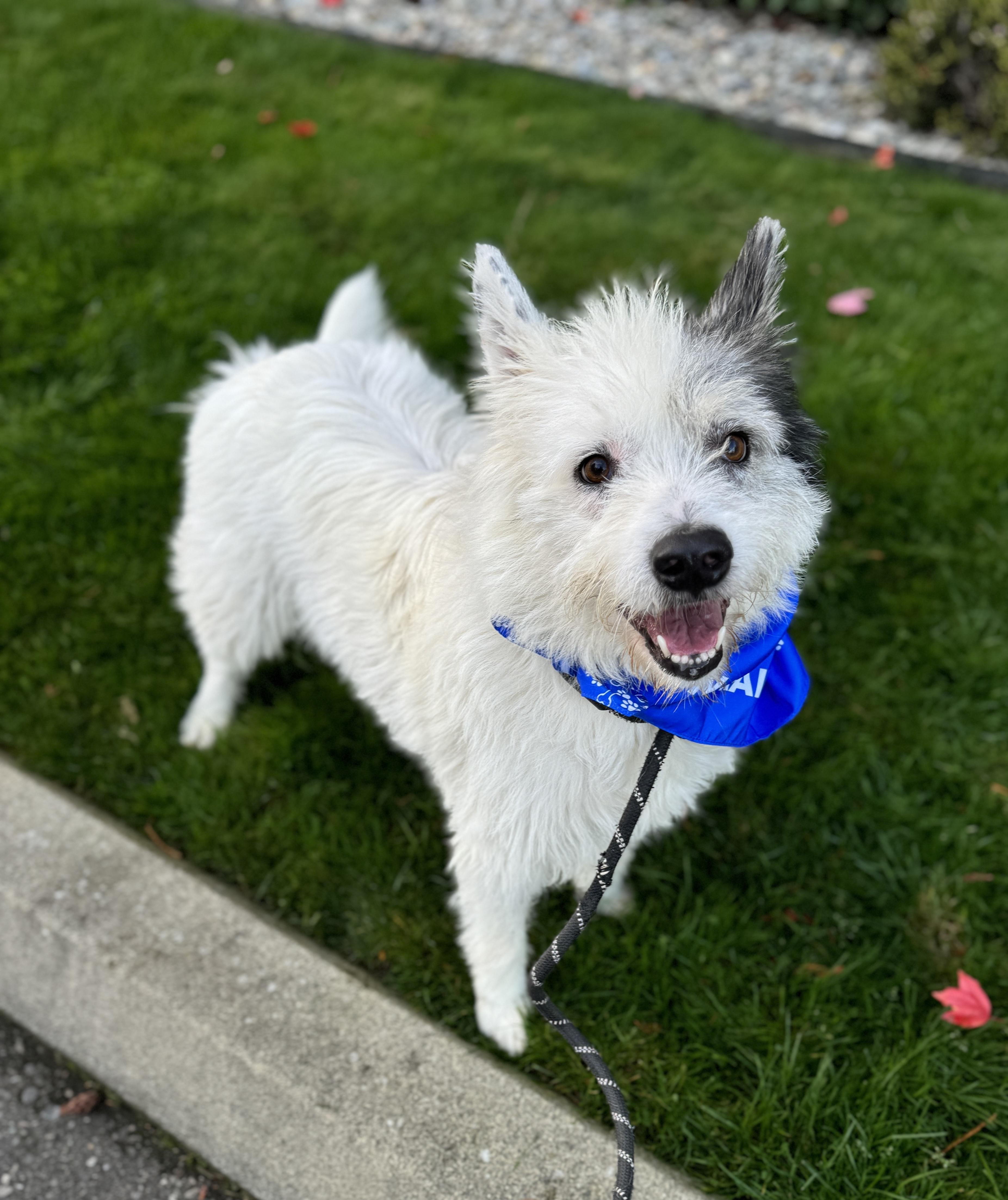 Atticus, a Adoptable mixed breed in lynnwood , WA image 3/6