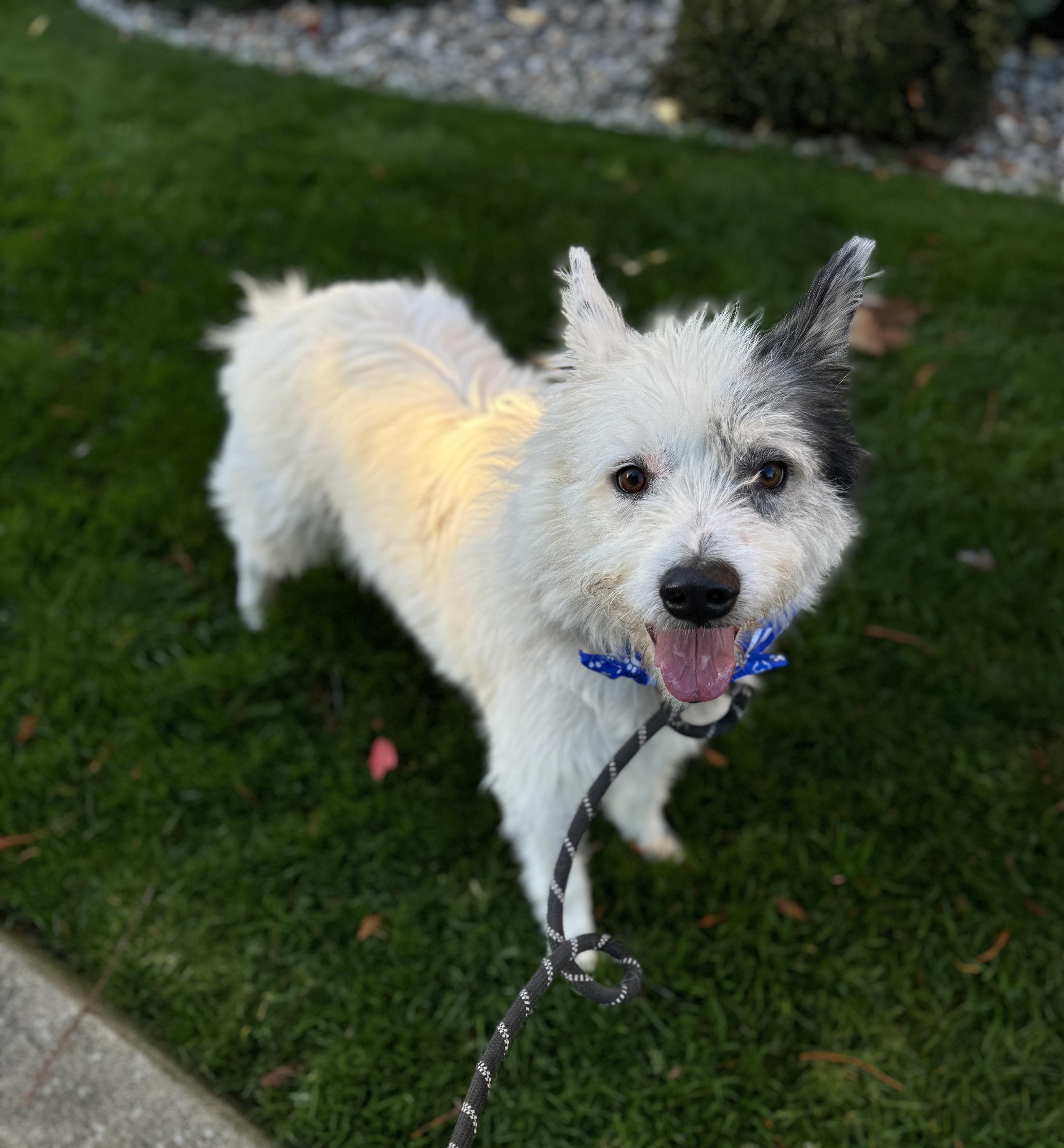Atticus, a Adoptable mixed breed in lynnwood , WA image 4/6