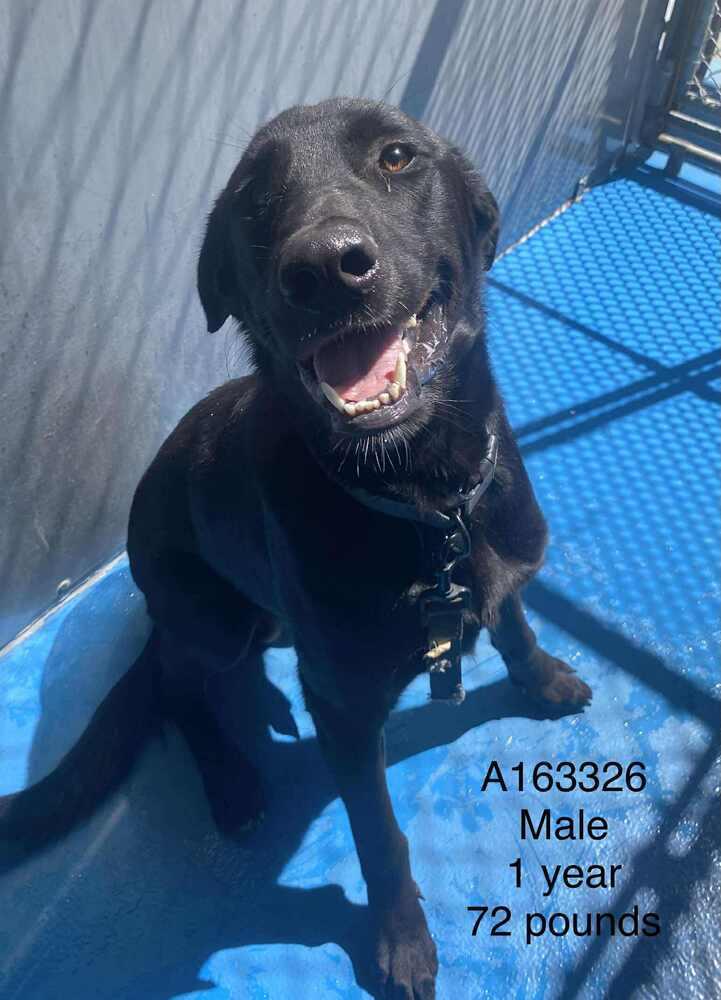 Dracula, Adoptable, Adult Male Labrador Retriever & Mixed Breed.