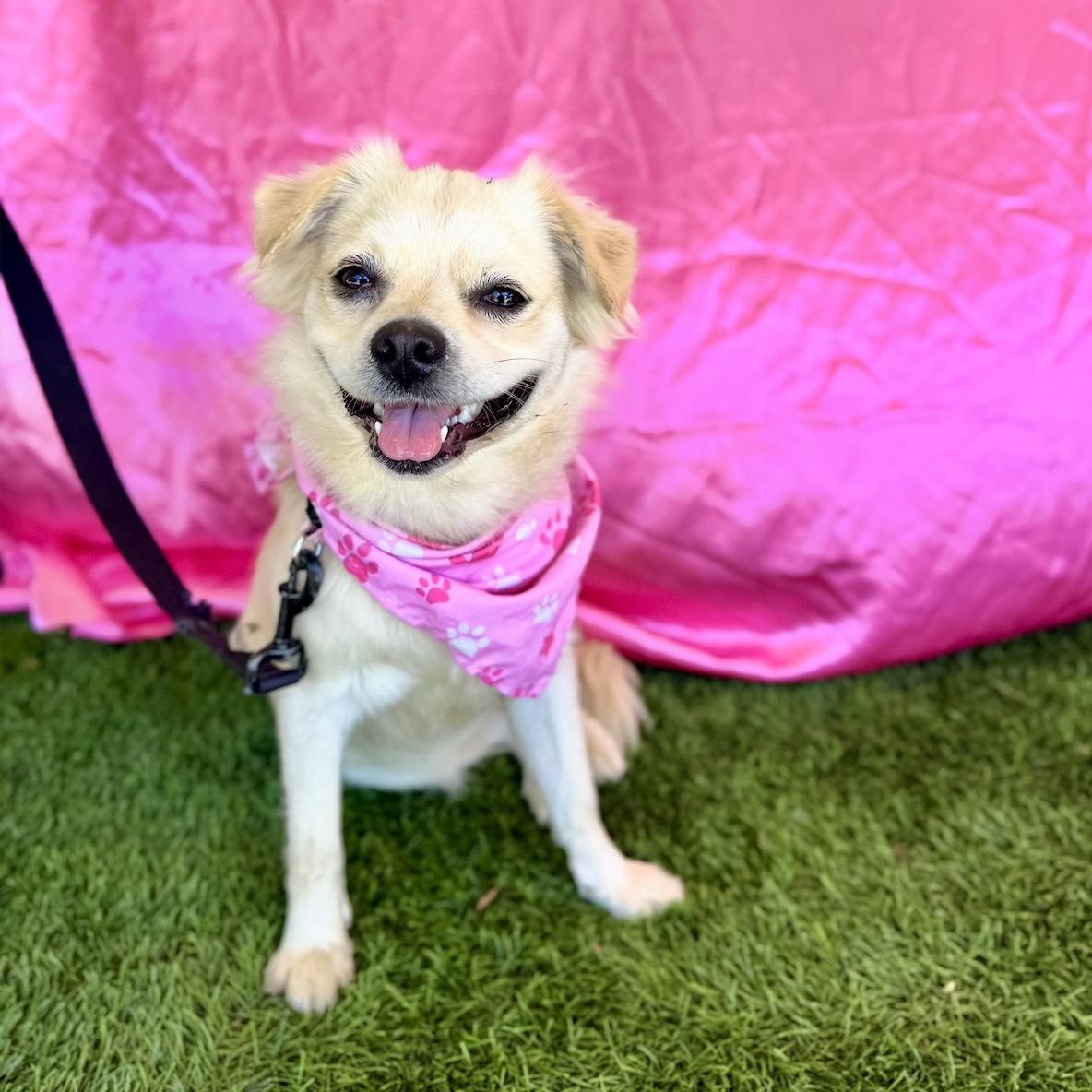 MAE, an adoptable Pekingese in Rowland Heights, CA, 91748 | Photo Image 5