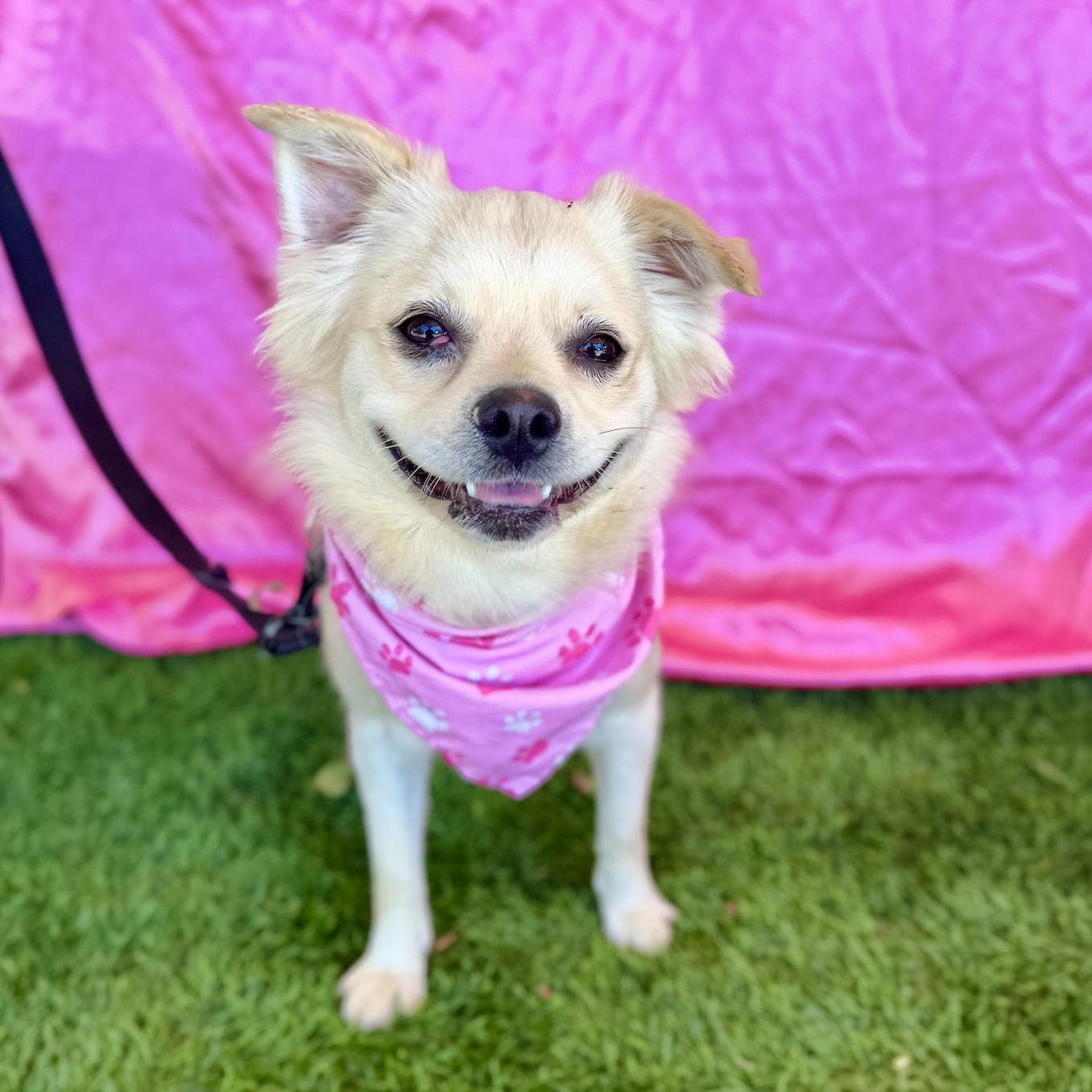 MAE, an adoptable Pekingese in Rowland Heights, CA, 91748 | Photo Image 2