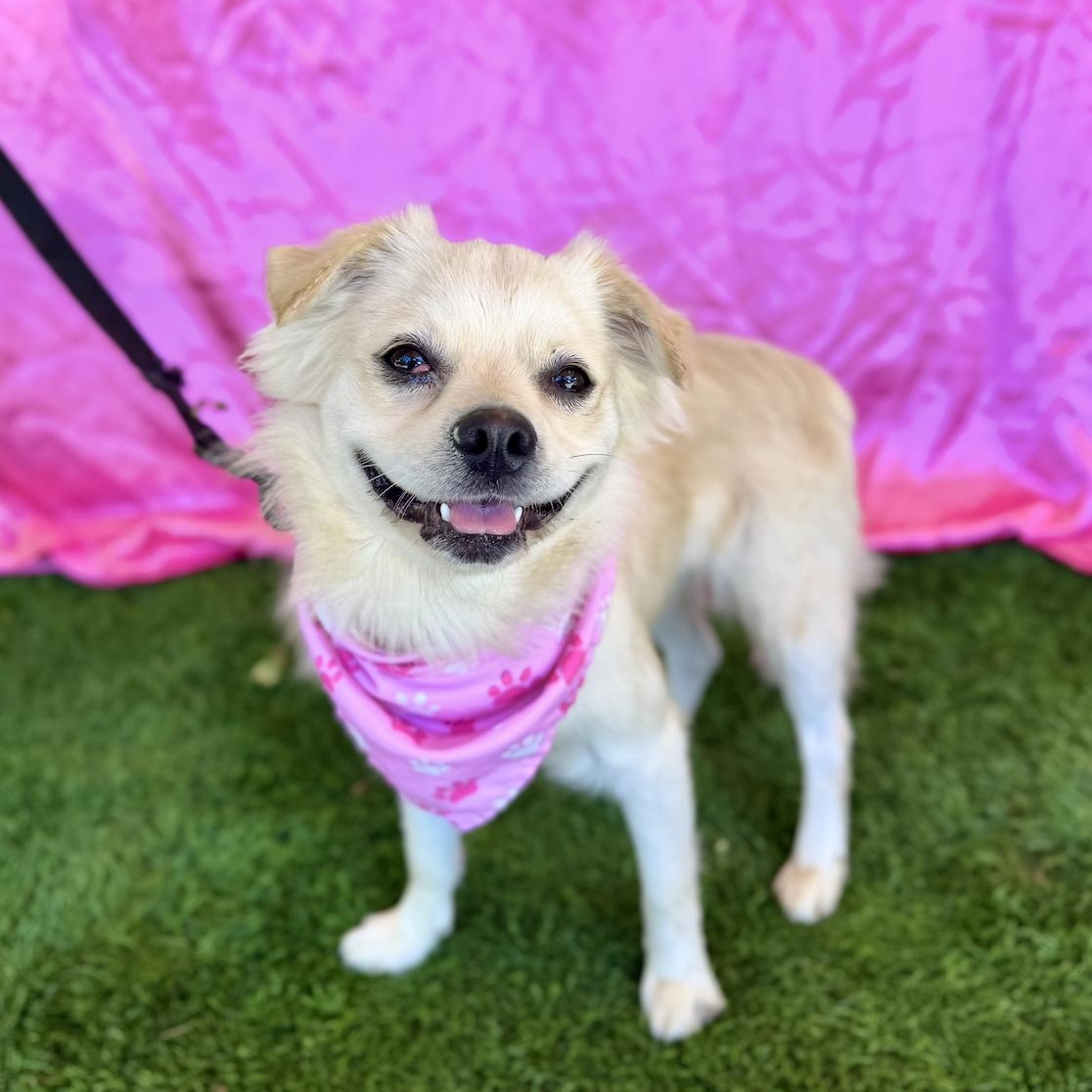 MAE, an adoptable Pekingese in Rowland Heights, CA, 91748 | Photo Image 4