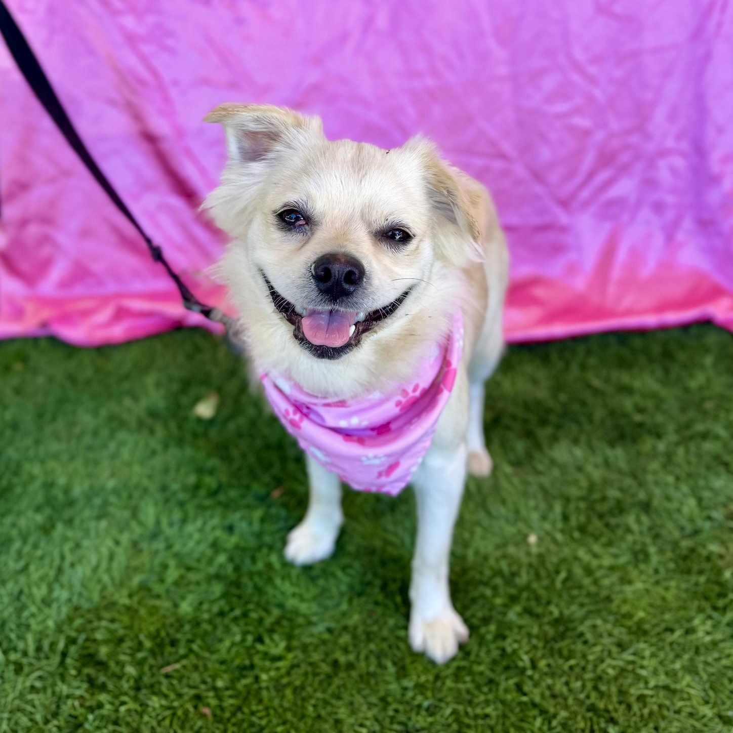MAE, an adoptable Pekingese in Rowland Heights, CA, 91748 | Photo Image 3