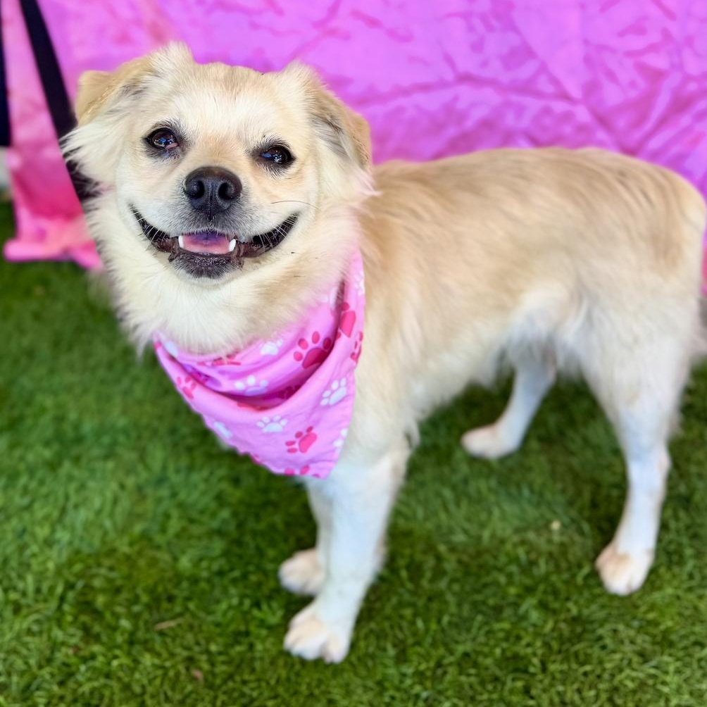 MAE, an adoptable Pekingese in Rowland Heights, CA, 91748 | Photo Image 6