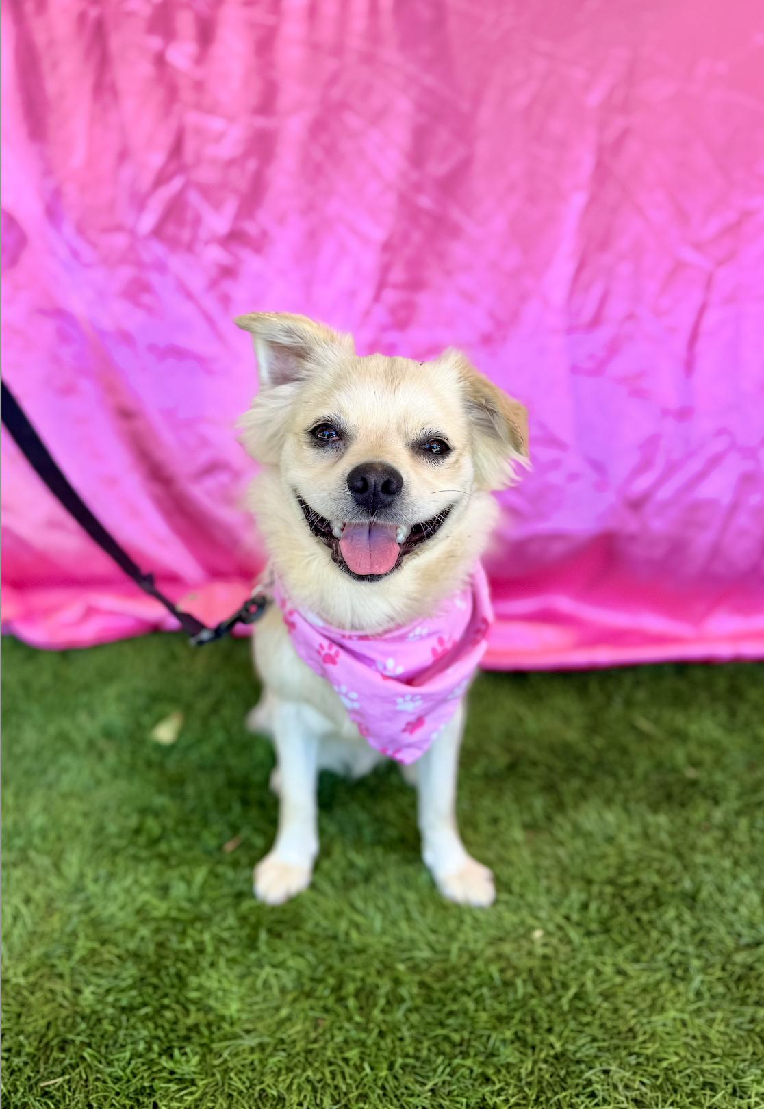 MAE, an adoptable Pekingese in Rowland Heights, CA, 91748 | Photo Image 1