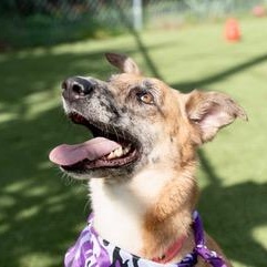 Tater — thumbnail 3